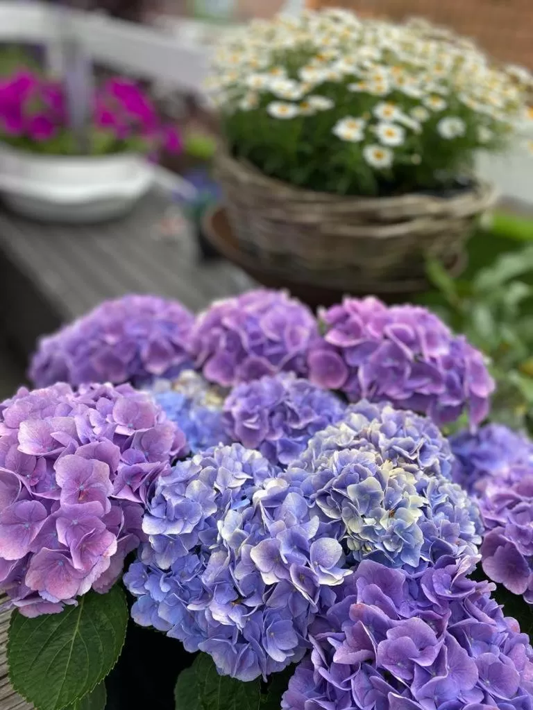 Balcony/Terrace in Bed & Breakfast Moments