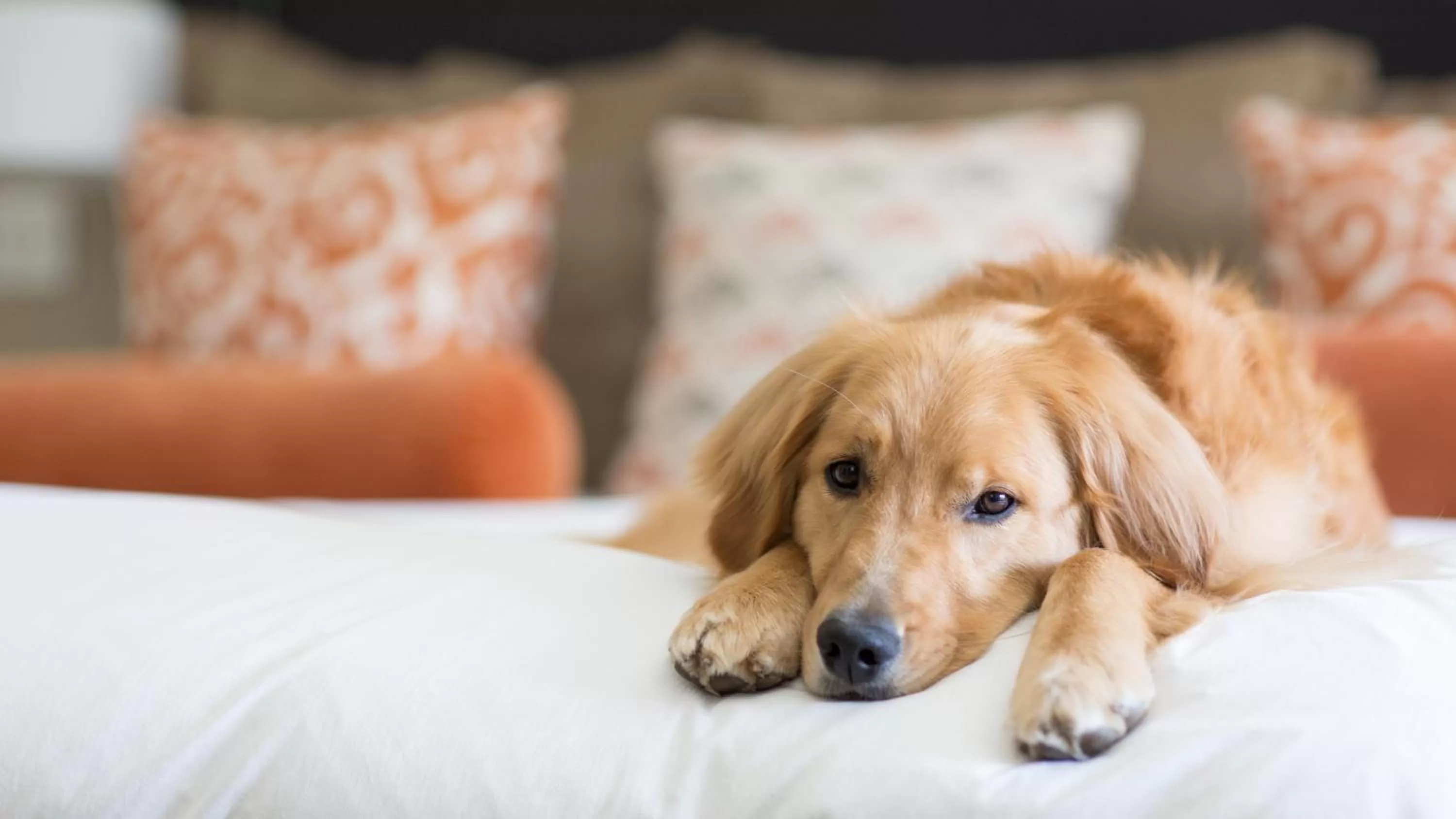 Pets in Knob Hill Inn