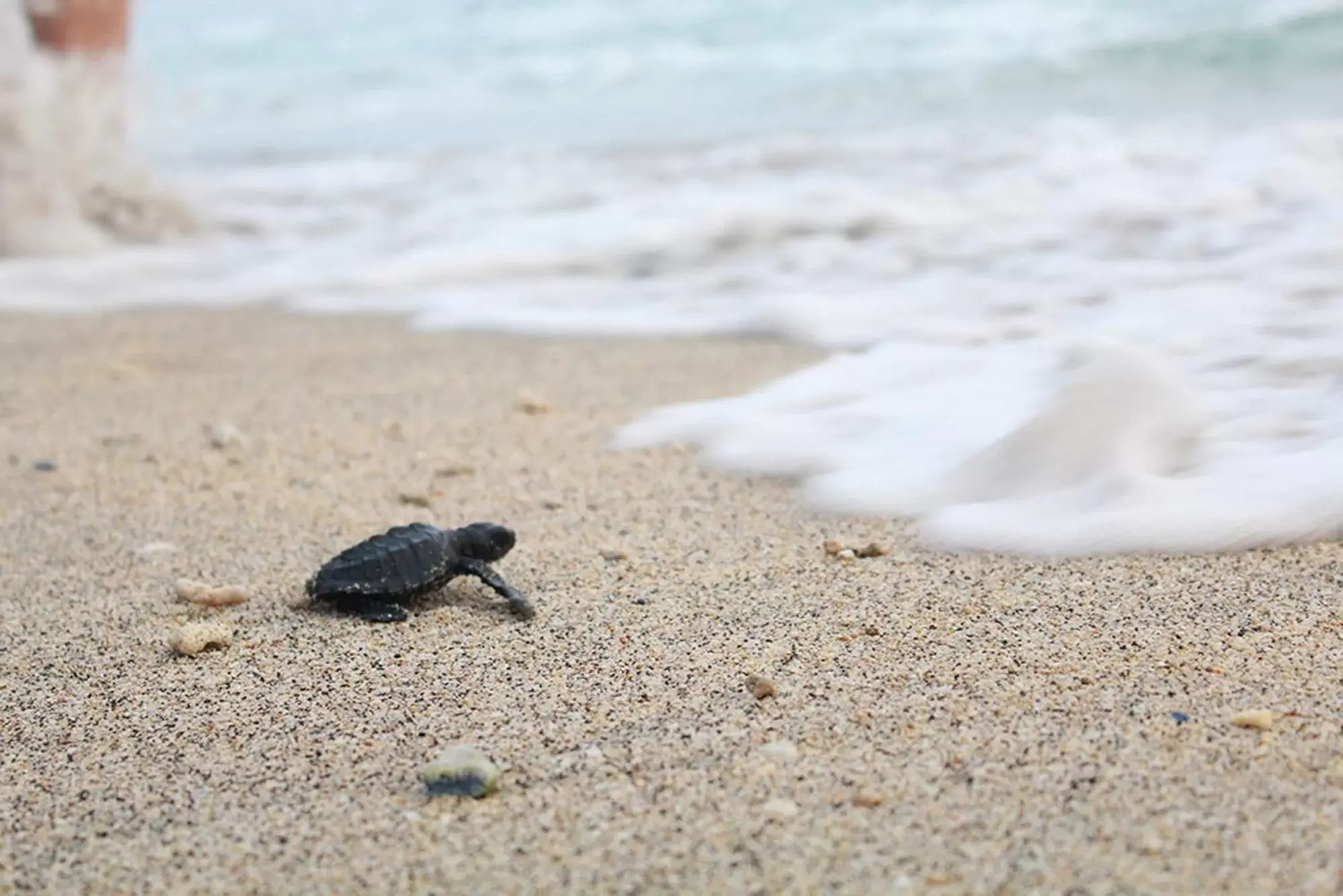 Beach, Other Animals in Holiday Resort Lombok