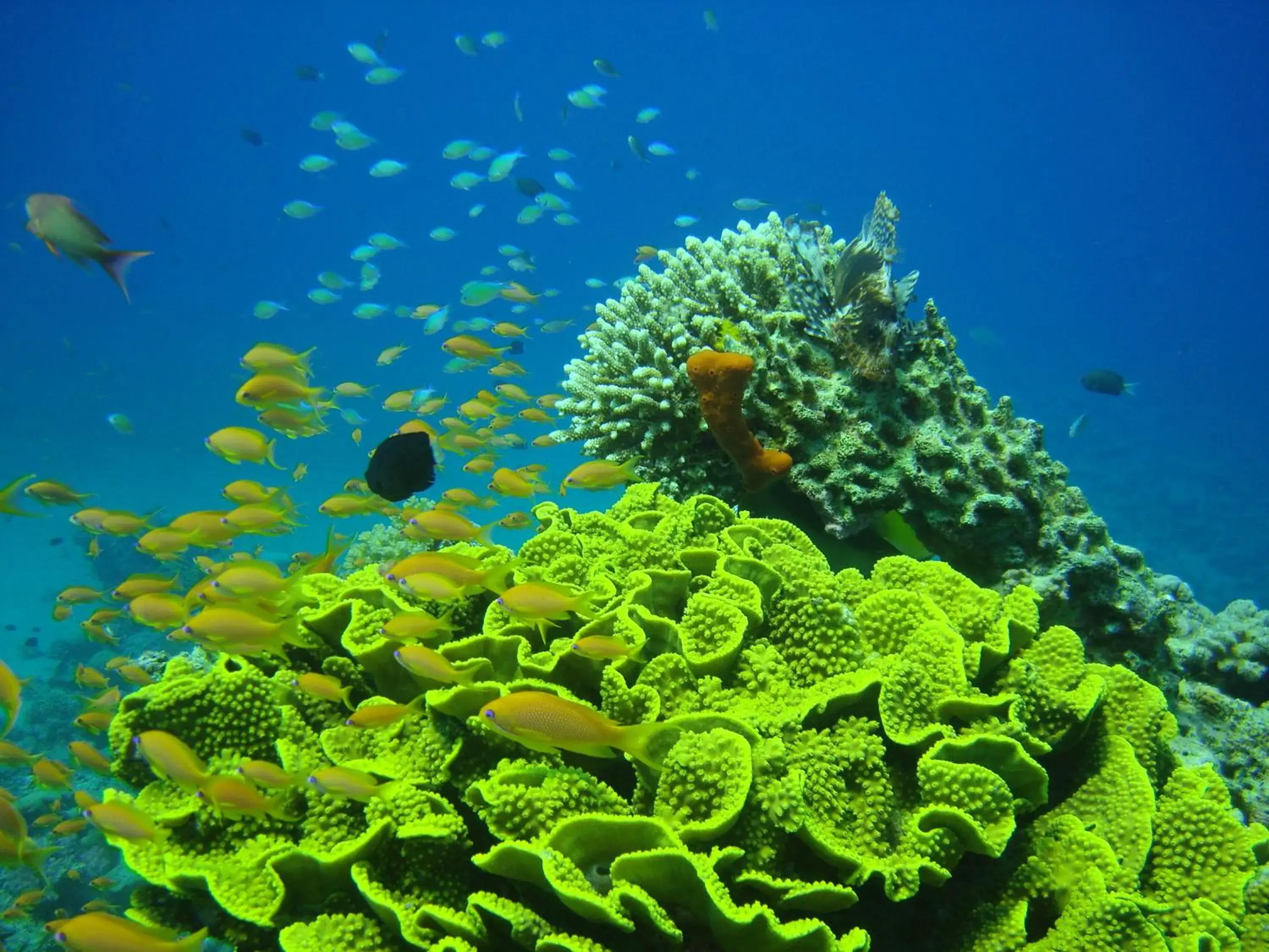 Diving, Other Animals in Red Sea Dive Center