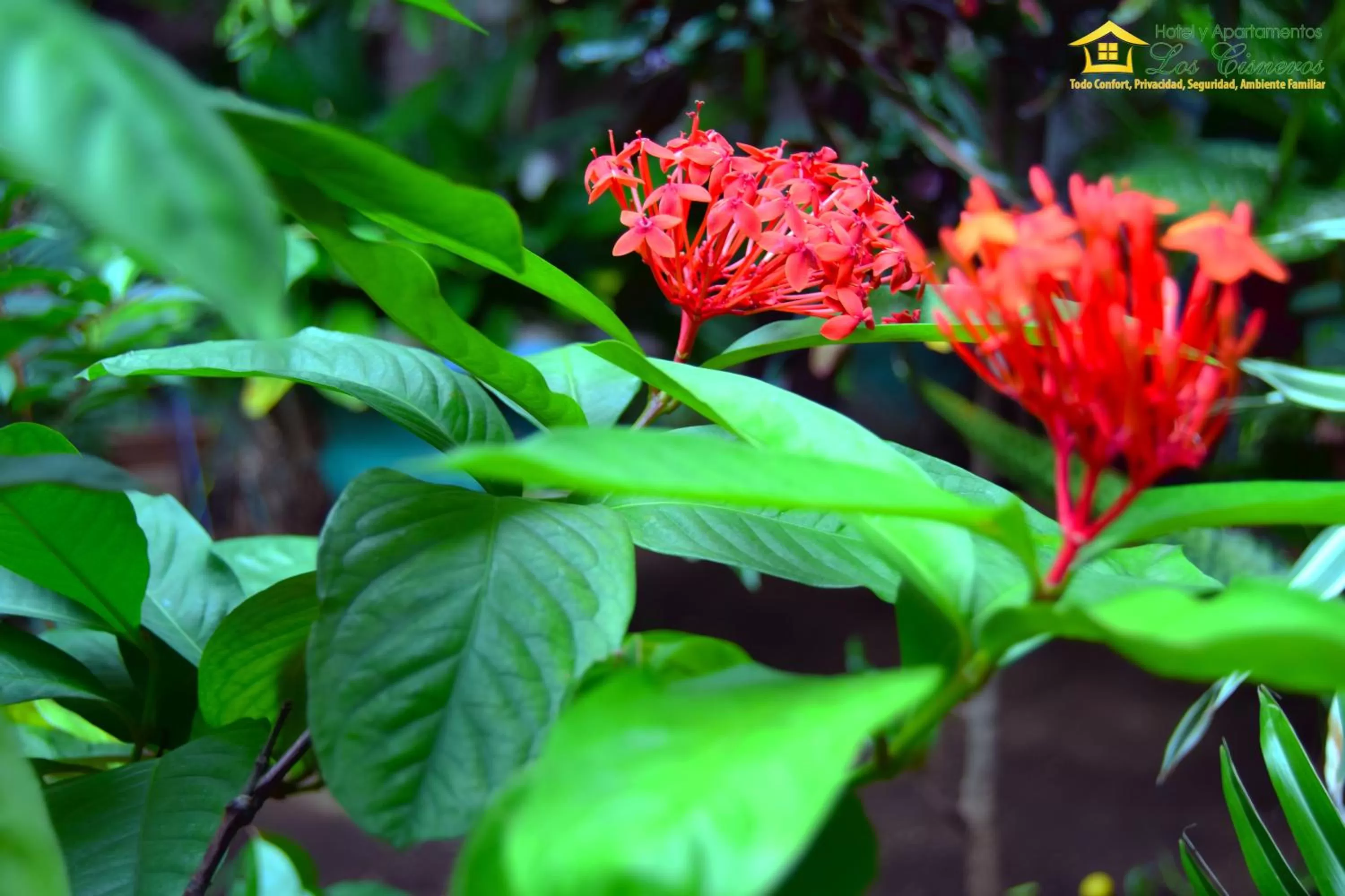 Garden view in Hotel y Apartments Los Cisneros