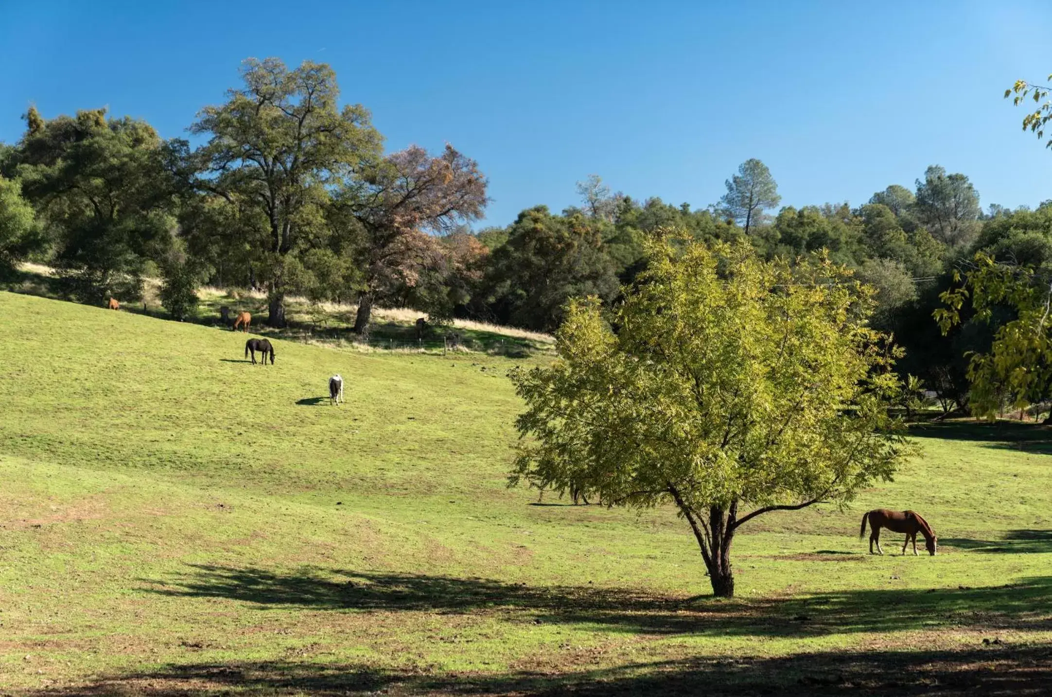 Activities in Historic Sonora Inn