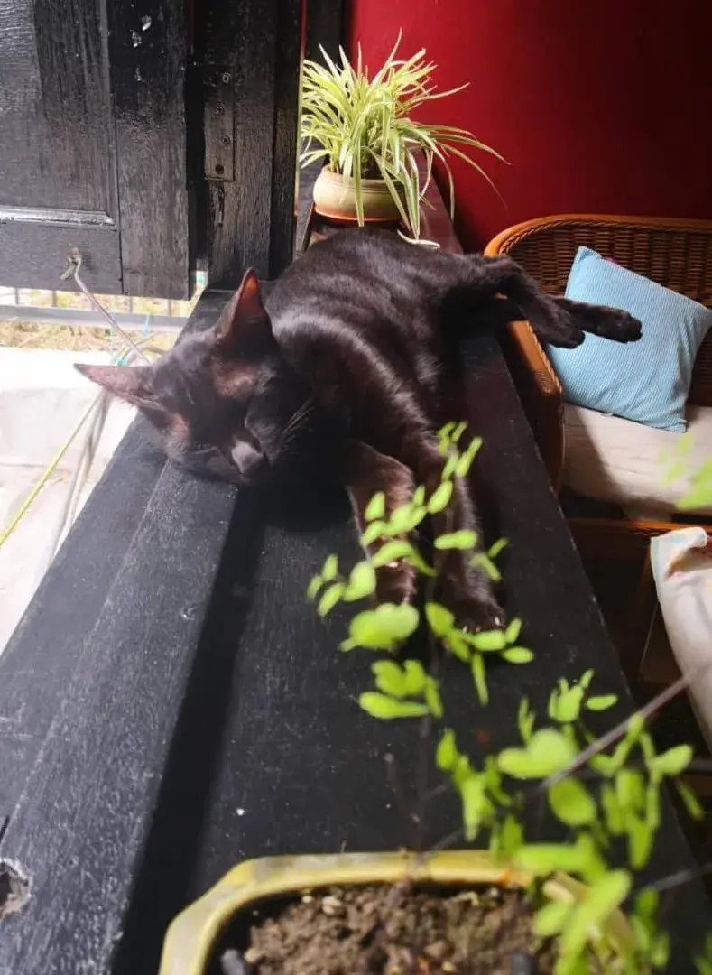 Property building in Akinabalu Youth Hostel Property building in Akinabalu Youth Hostel