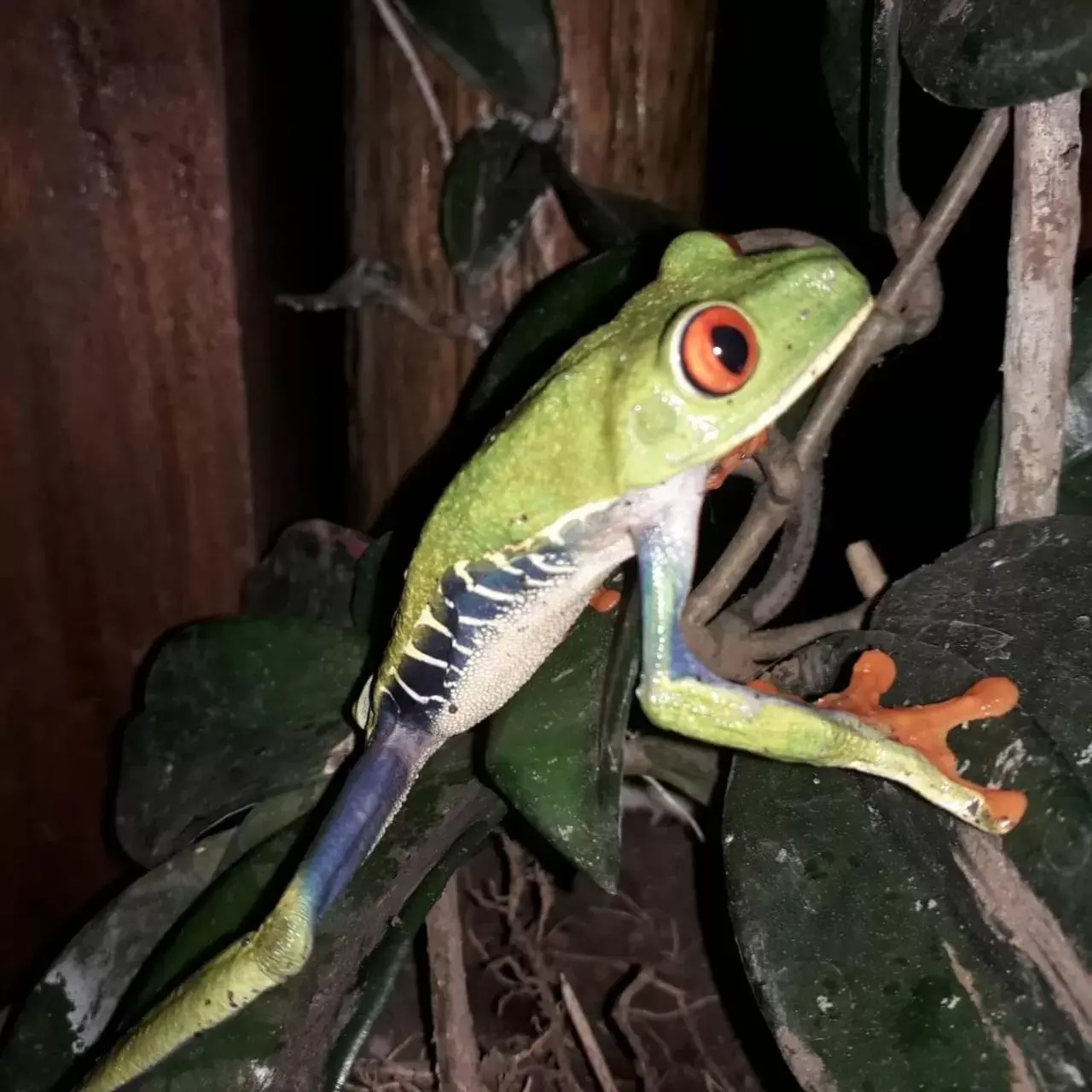 Other Animals in Iguanitas Lodge