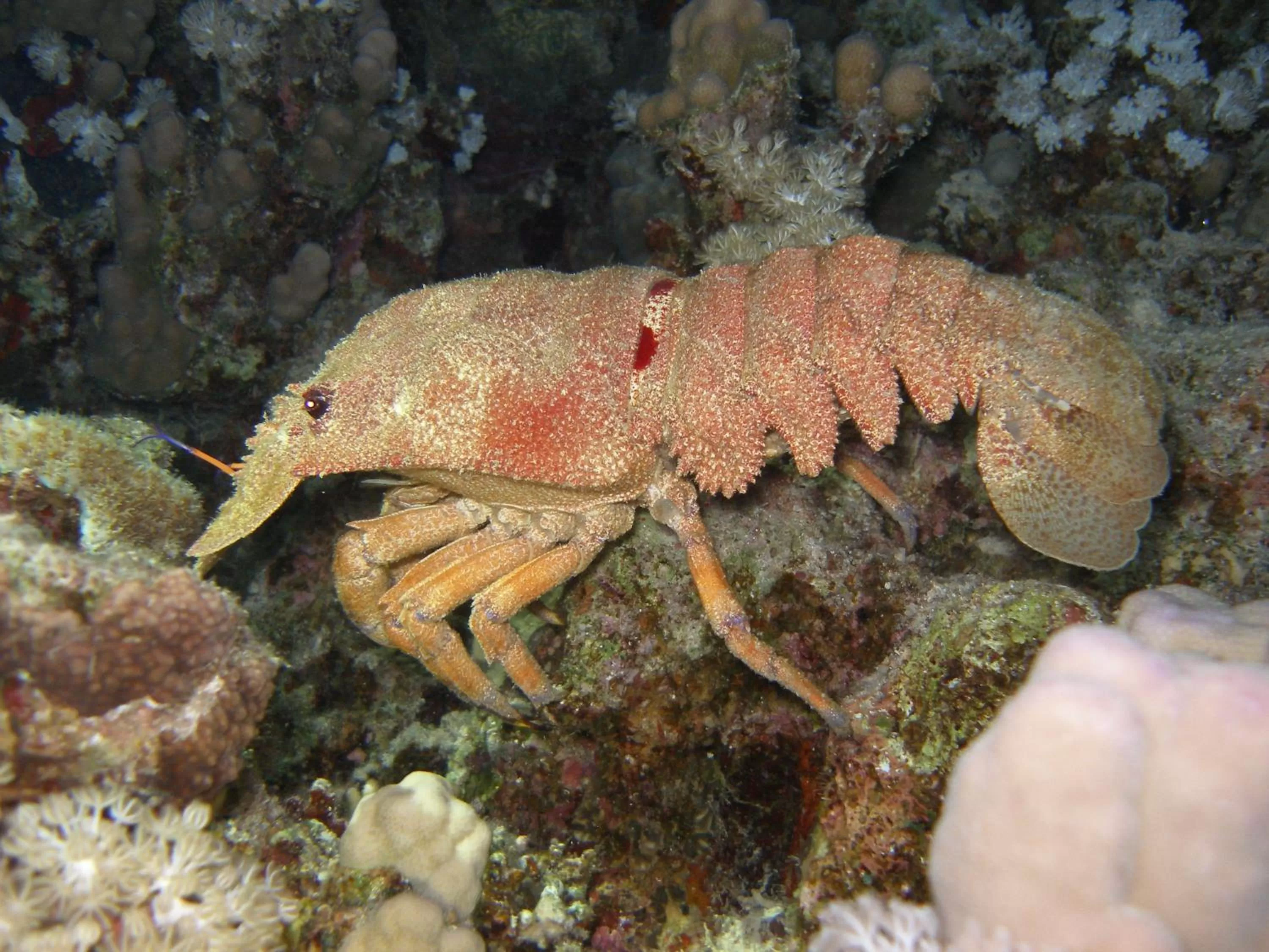 Snorkeling in Coral Sun Beach