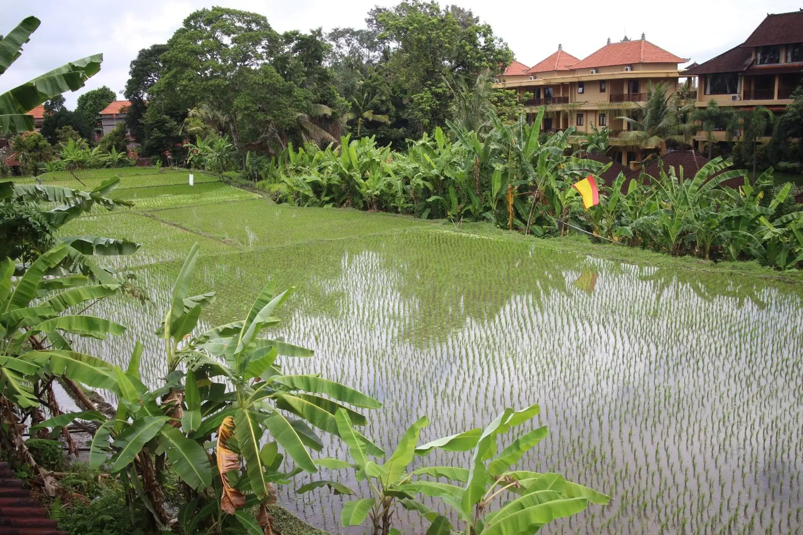 Neighbourhood, Garden in Ubud Sensasi Bungalow