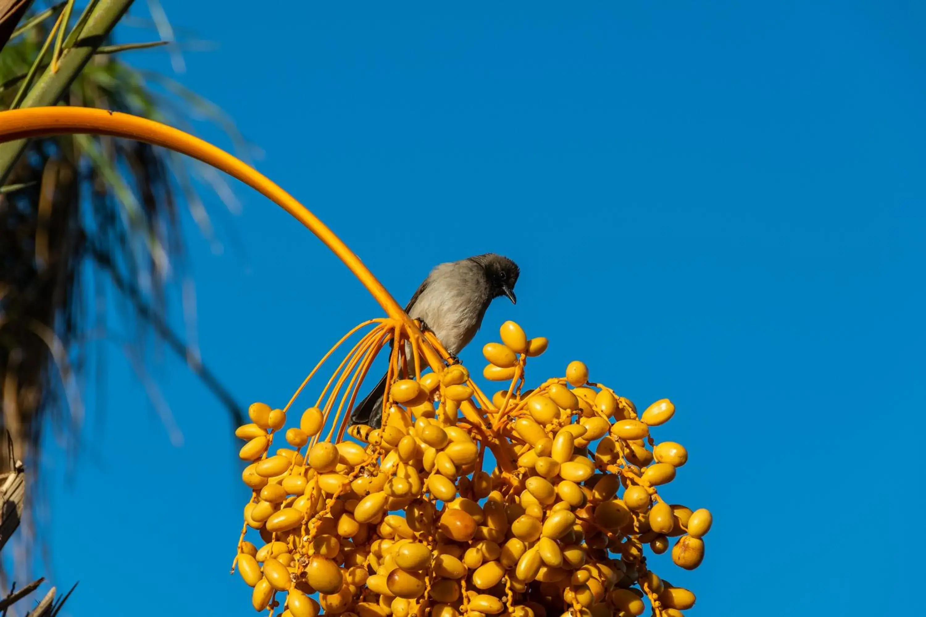 Other in Sirayane Boutique Hotel & Spa Marrakech