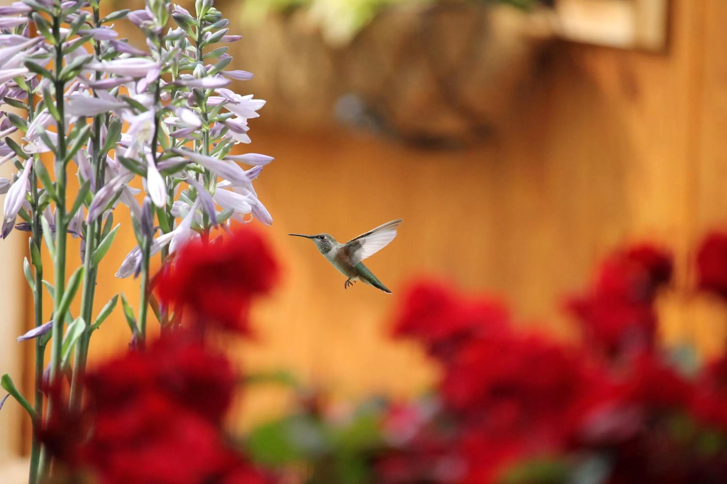 A Suite Retreat - Beyond Bed & Breakfast