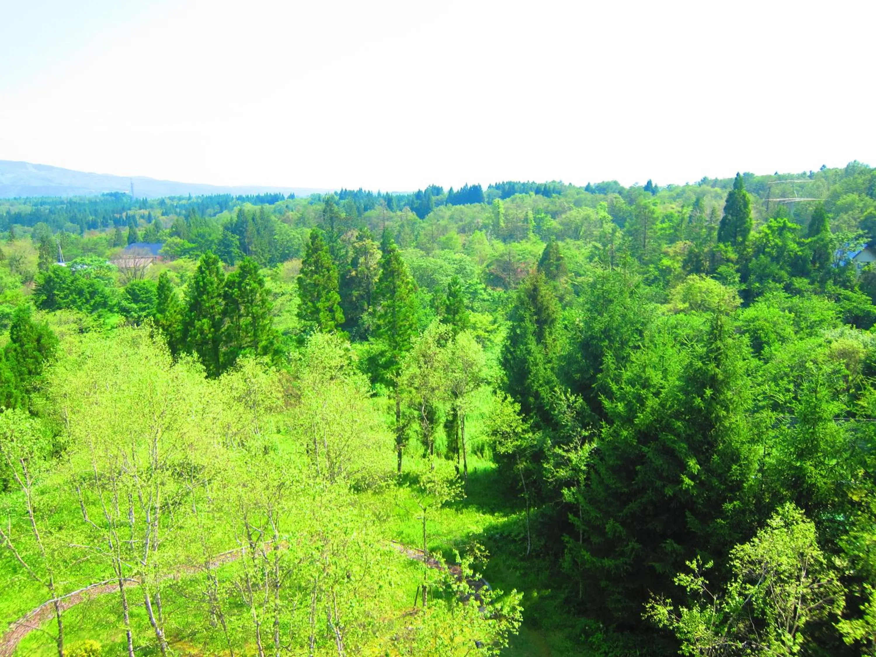 Summer in Sun Members Hirugano