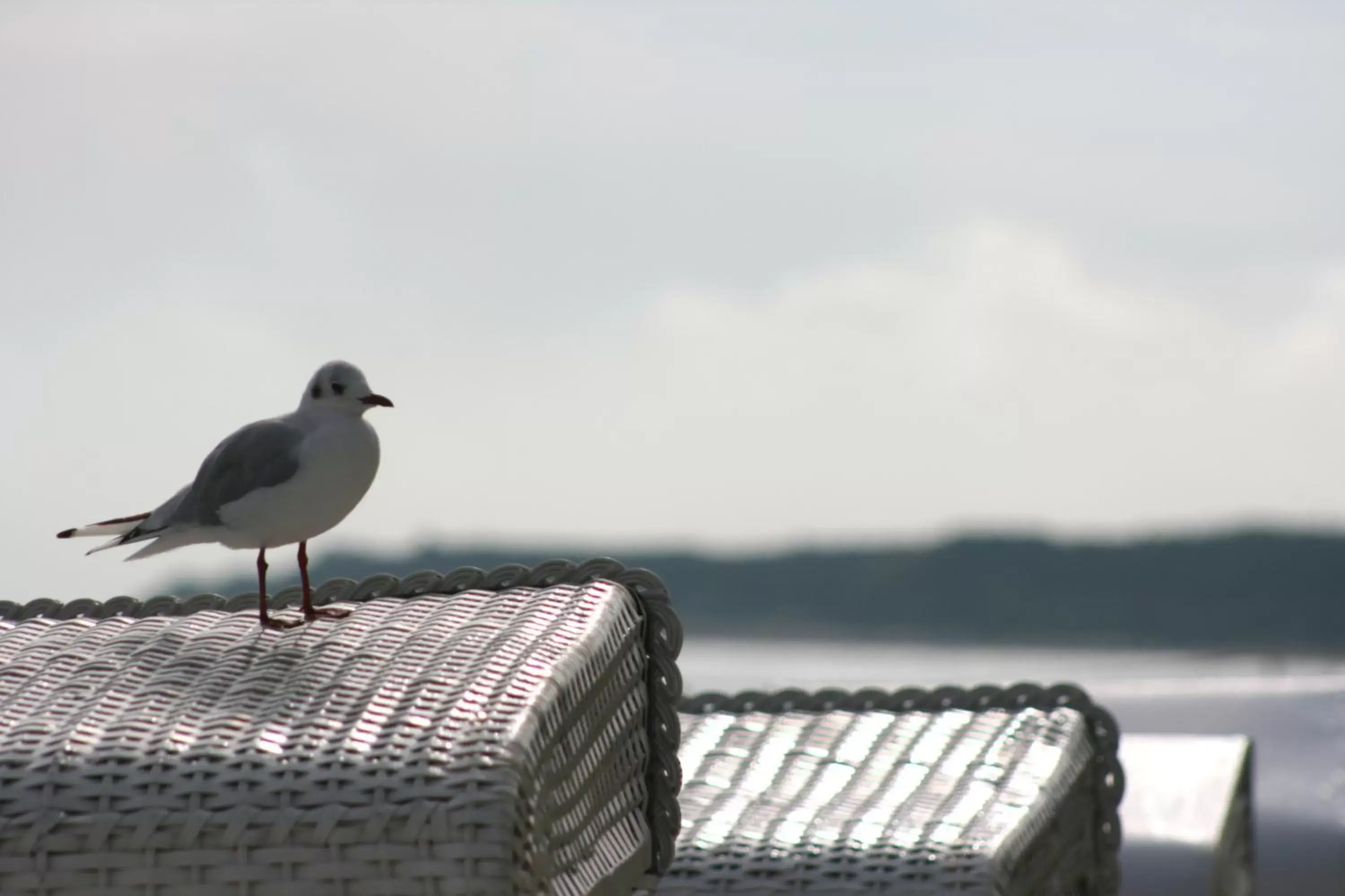 Beach, Other Animals in Parkhotel Am Glienberg by UNO