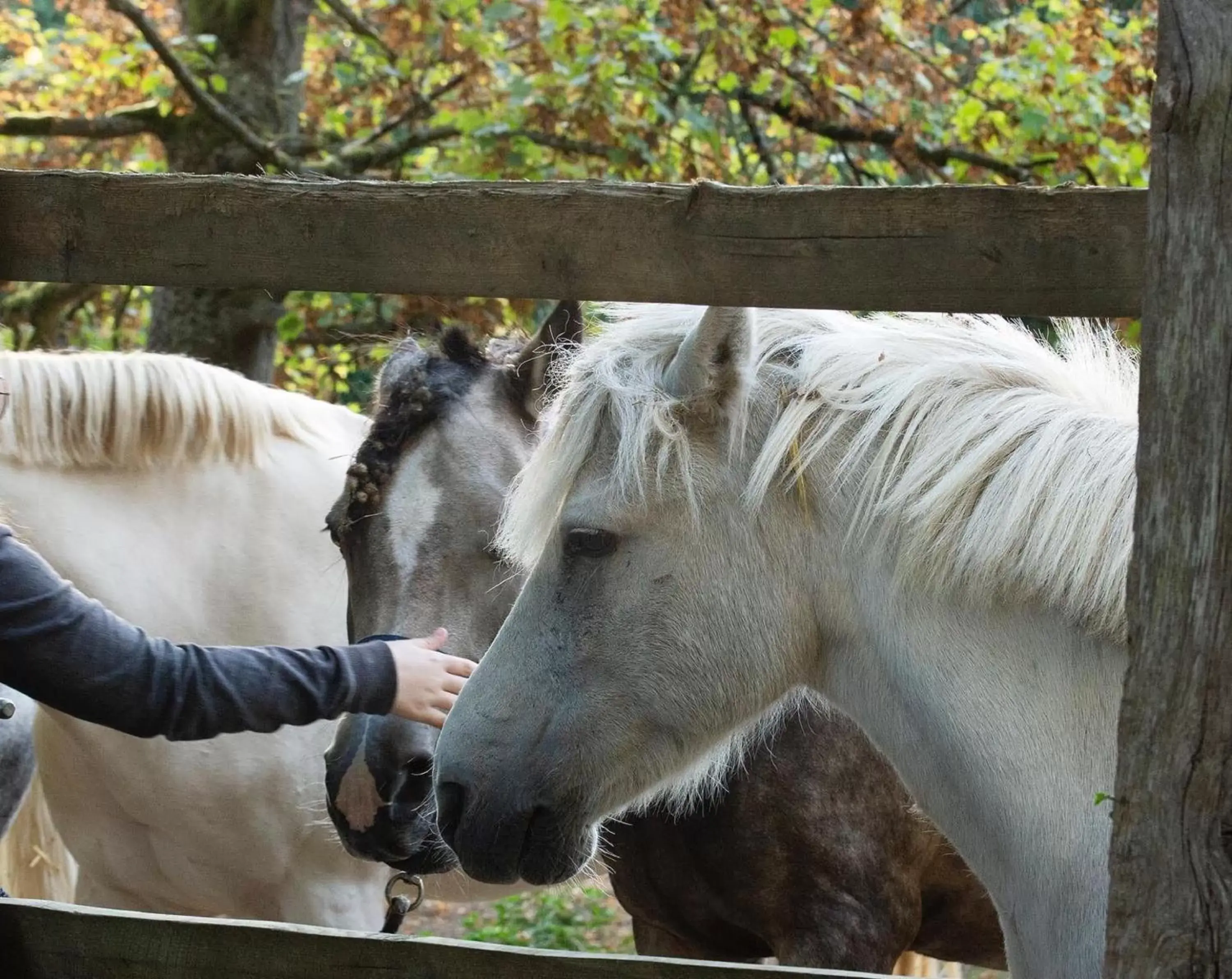 Animals, Other Animals in Novotel Domaine de Maffliers