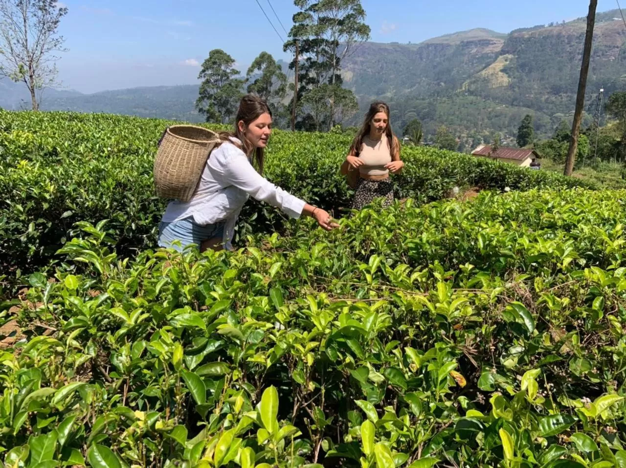 Guests in Golden King Guest