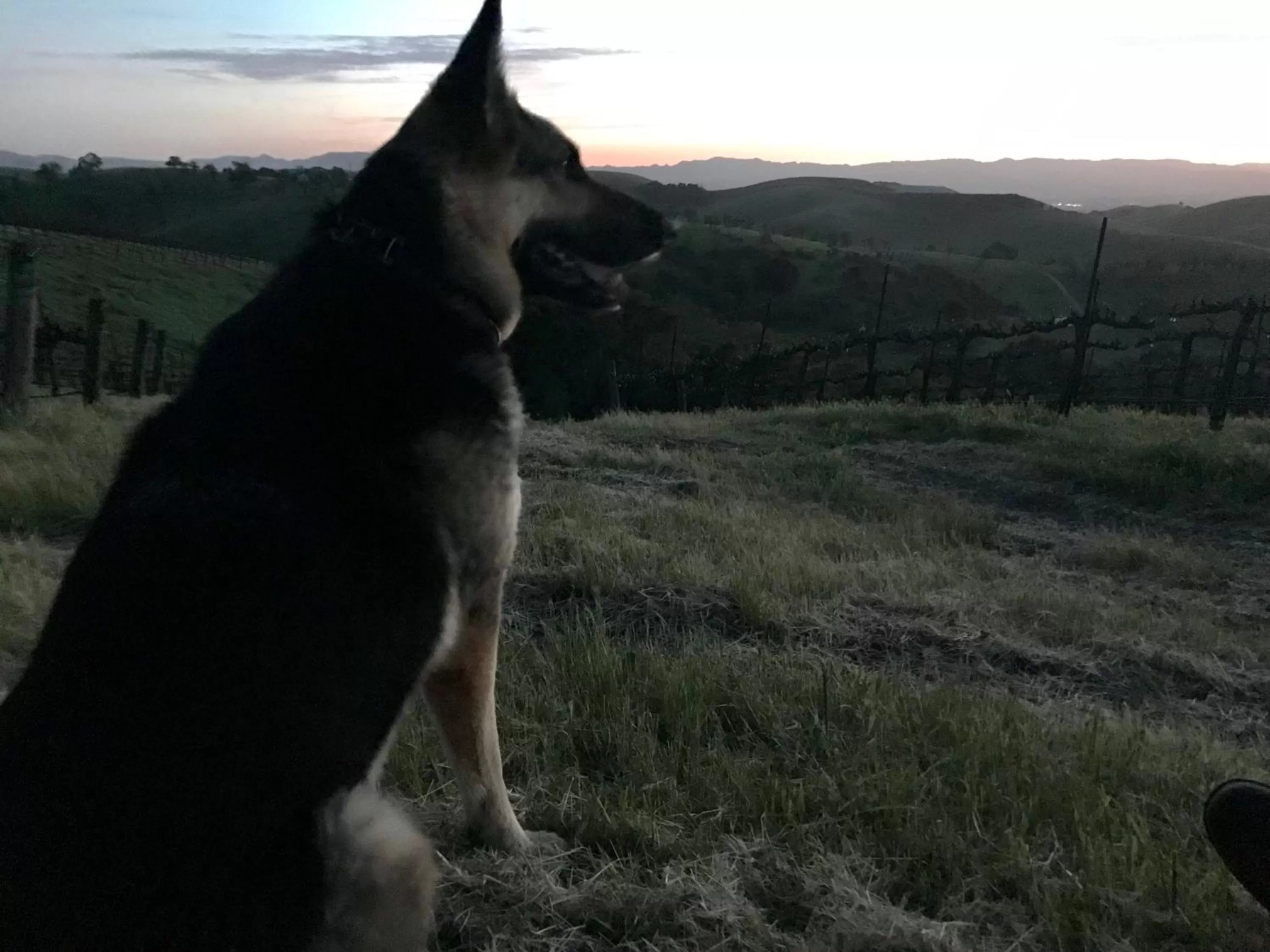 Animals in The Eden House Vineyard