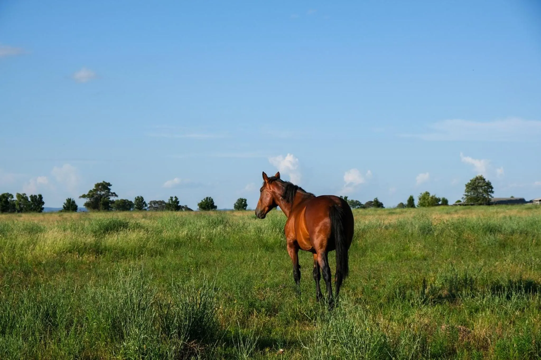 Animals in Owl Head Lodge