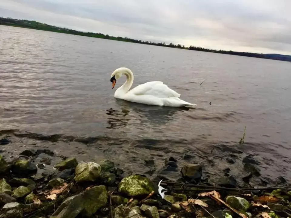 Property building, Other Animals in Lakeside Manor Hotel