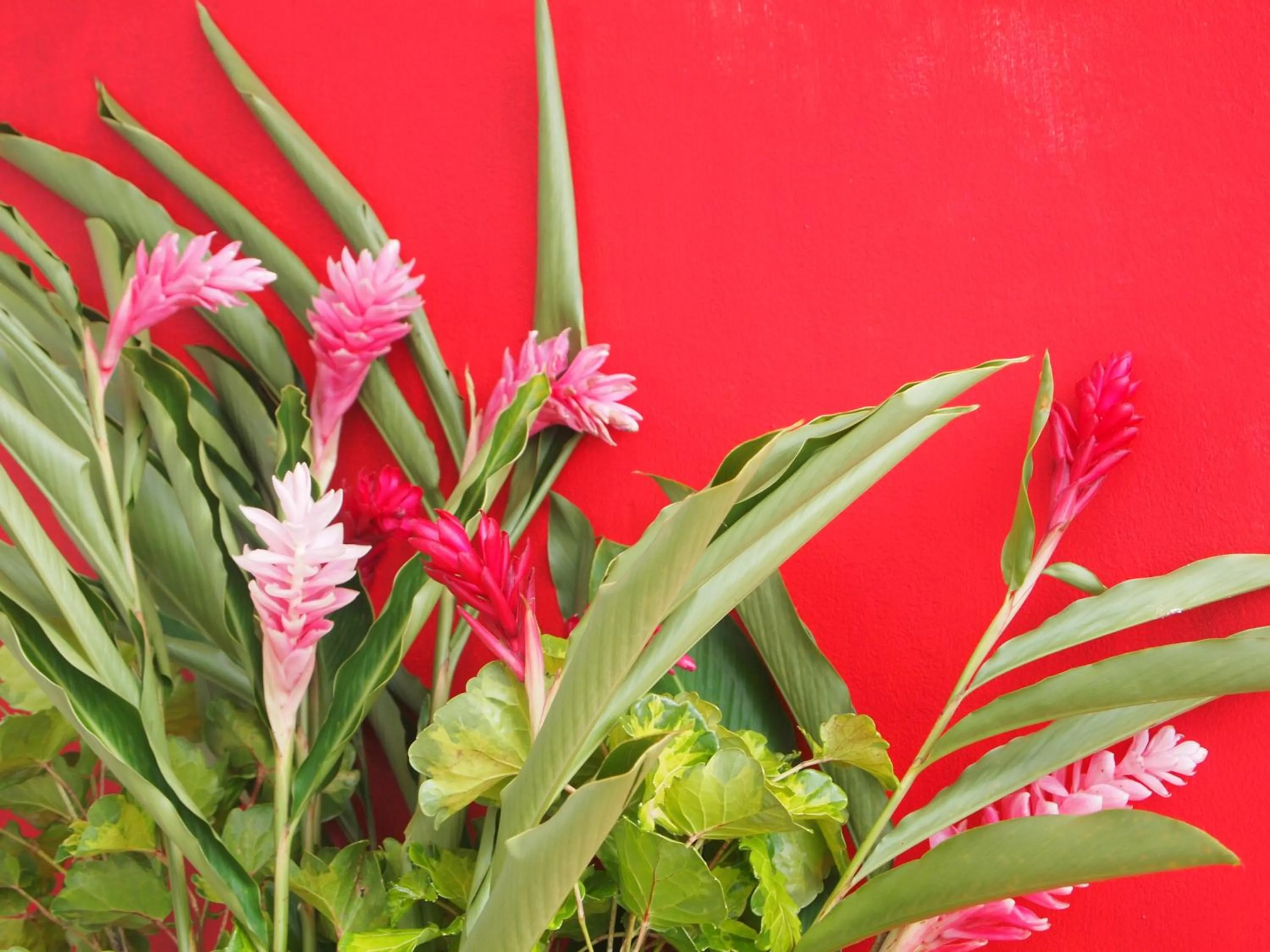 Garden in Match Resort