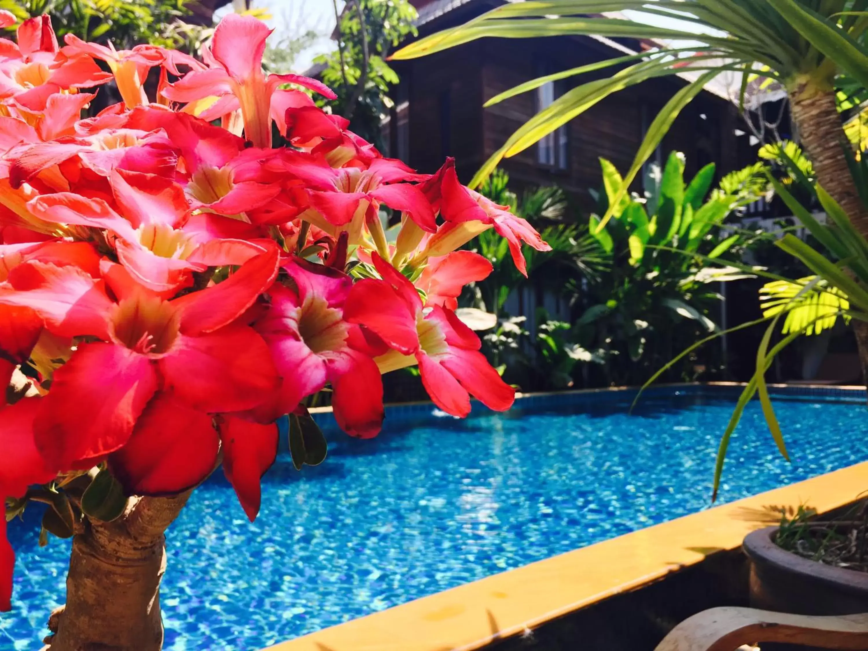 Pool view, Swimming Pool in Hongkhao Village