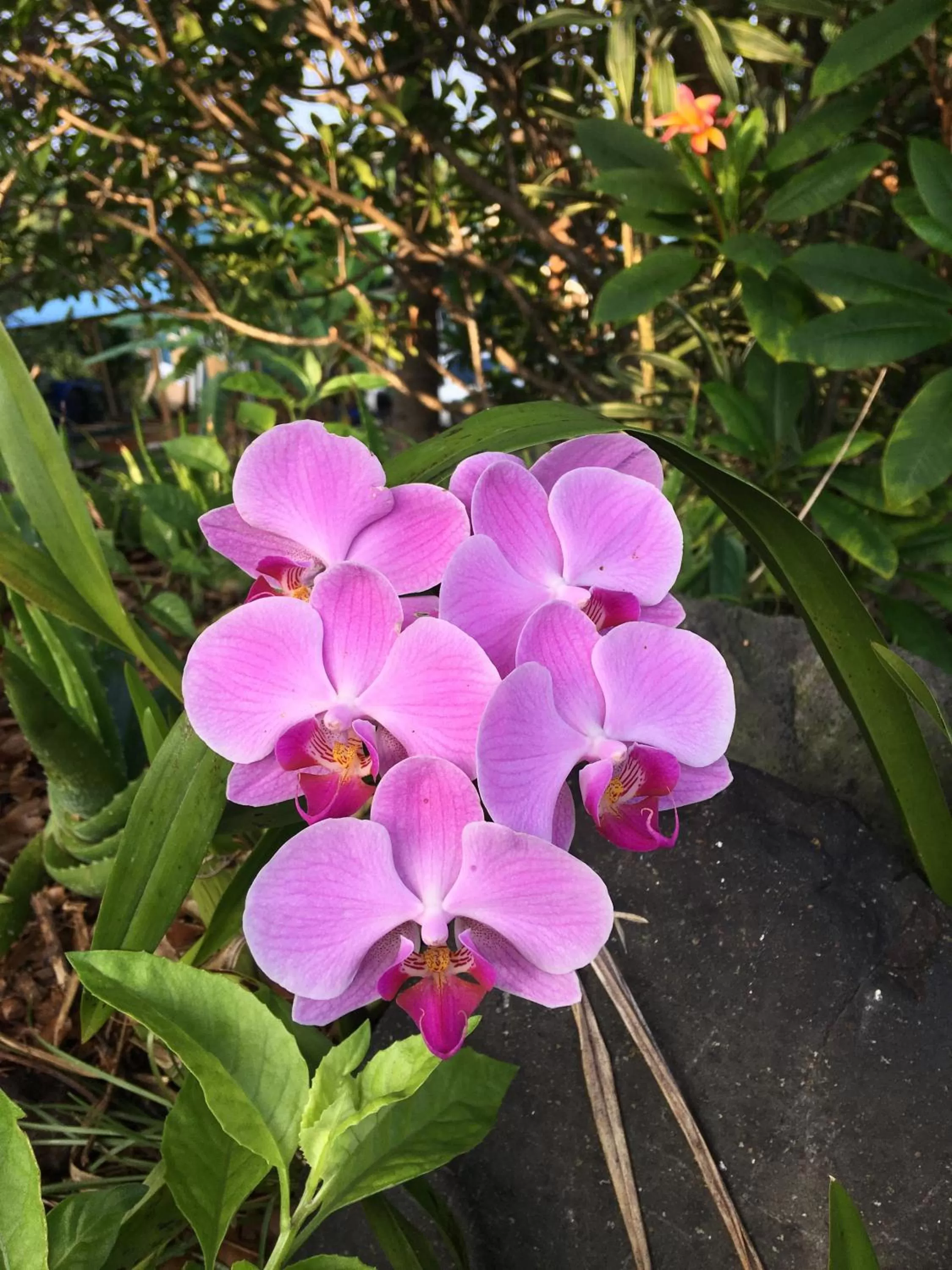 Garden in Kona Bayview Inn