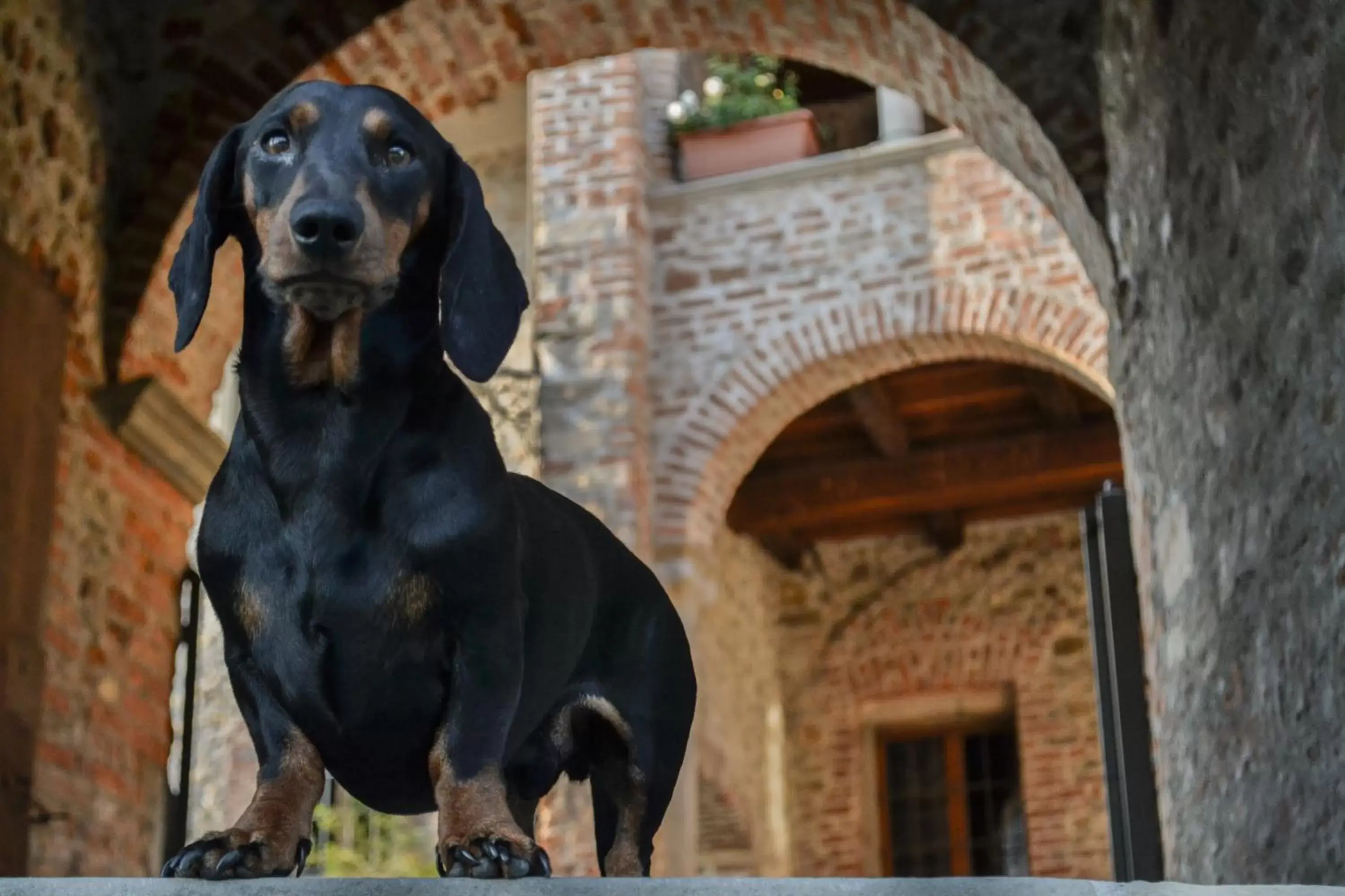 Pets in Castello di Cernusco Lombardone