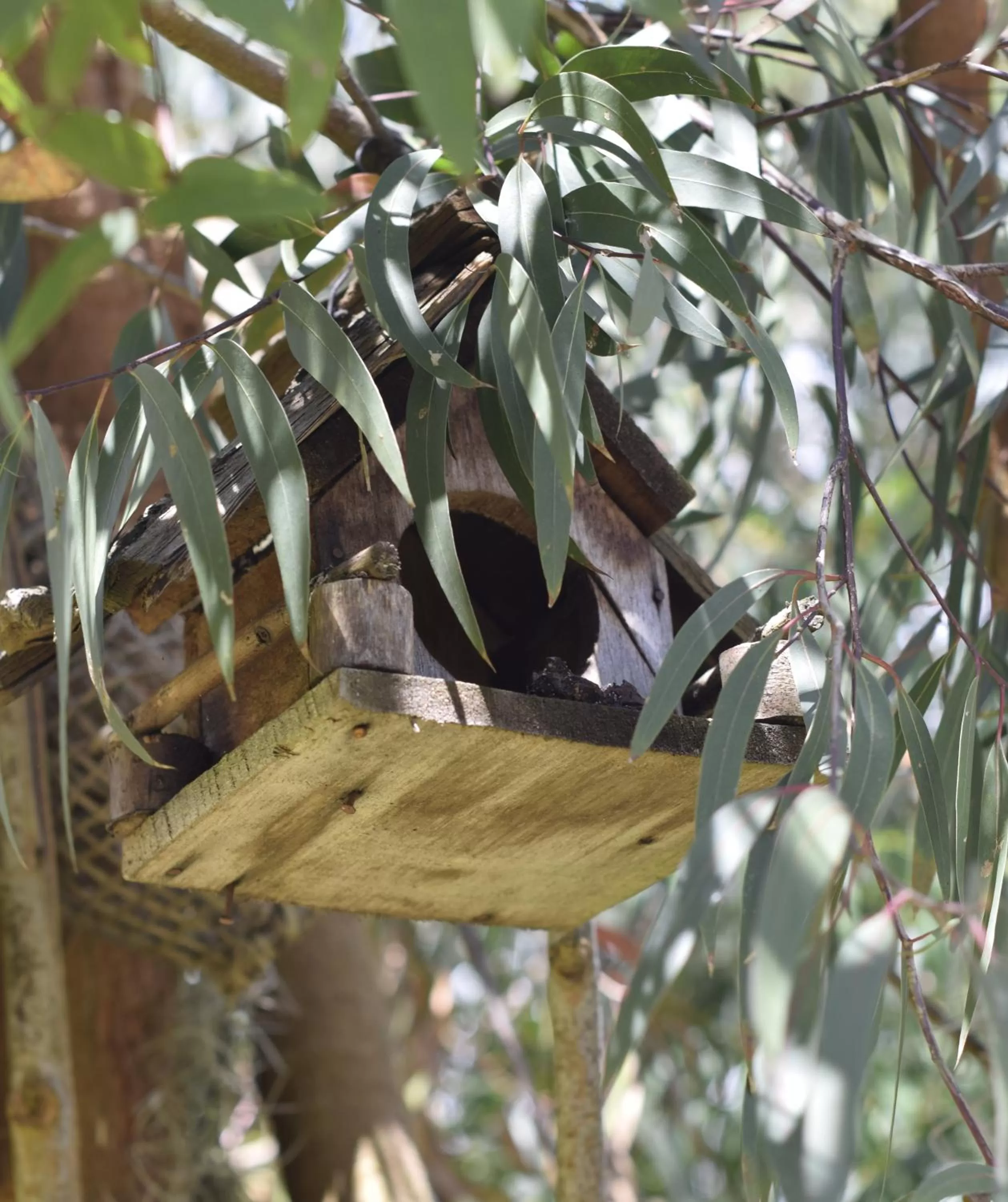 Garden, Other Animals in El Pedregal Sopó