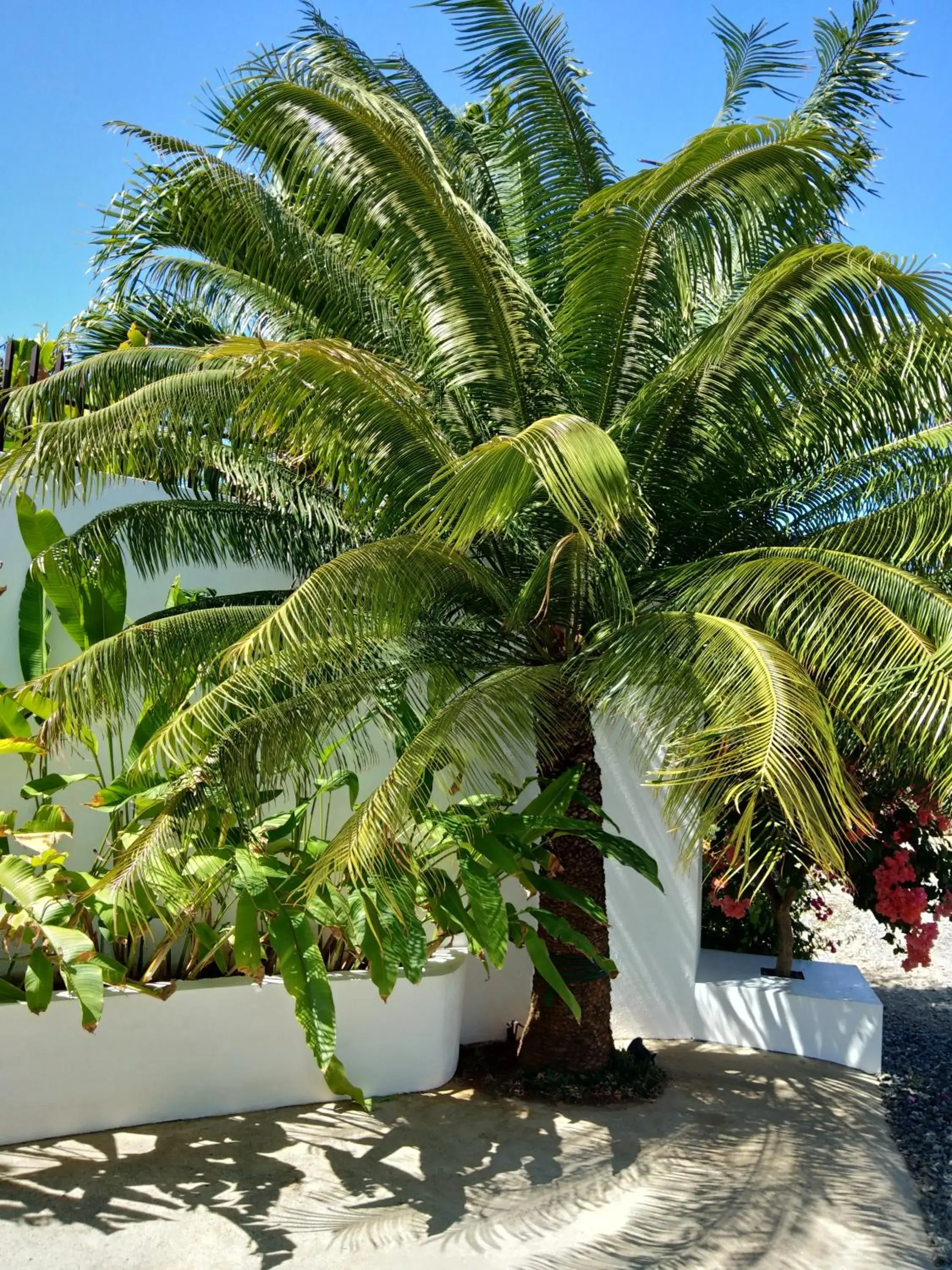 Garden in Villa Kalachuchi V.K