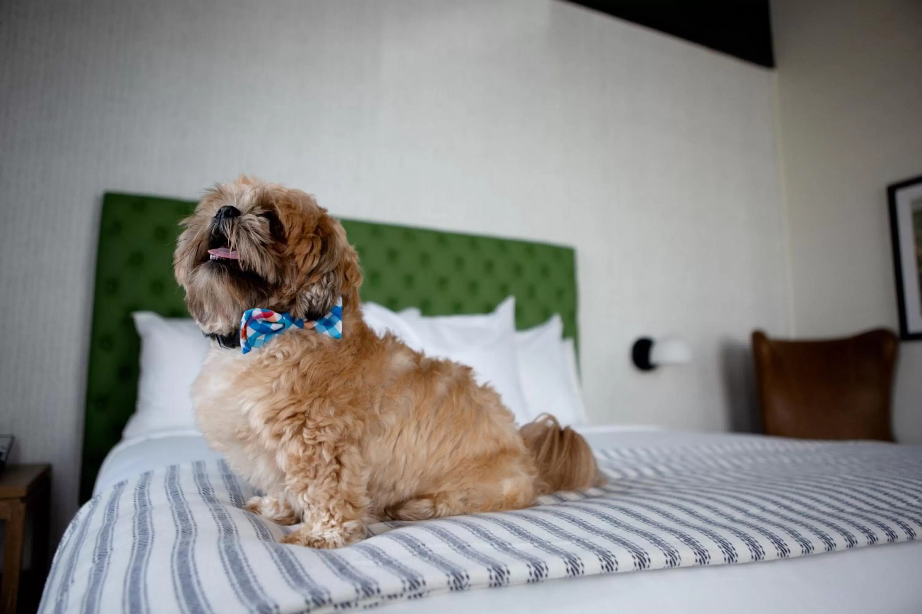 Pets, Bed in Origin Lexington, a Wyndham Hotel