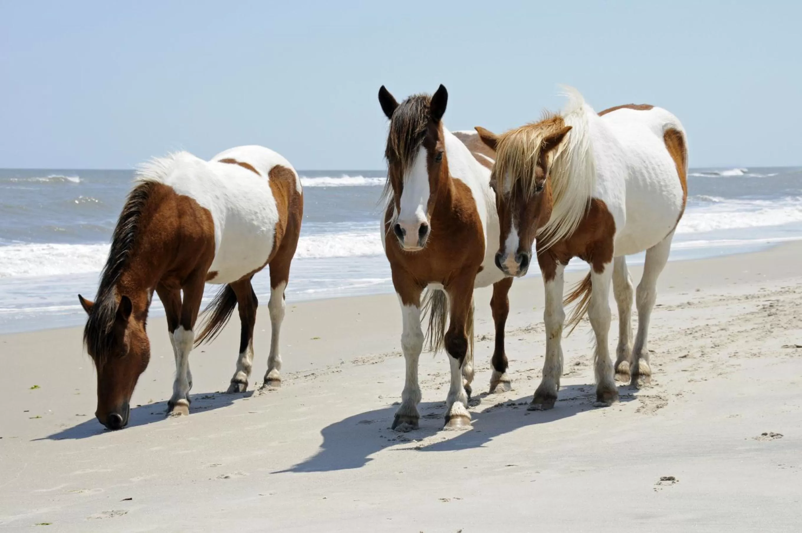 Beach in Chincoteague Inn