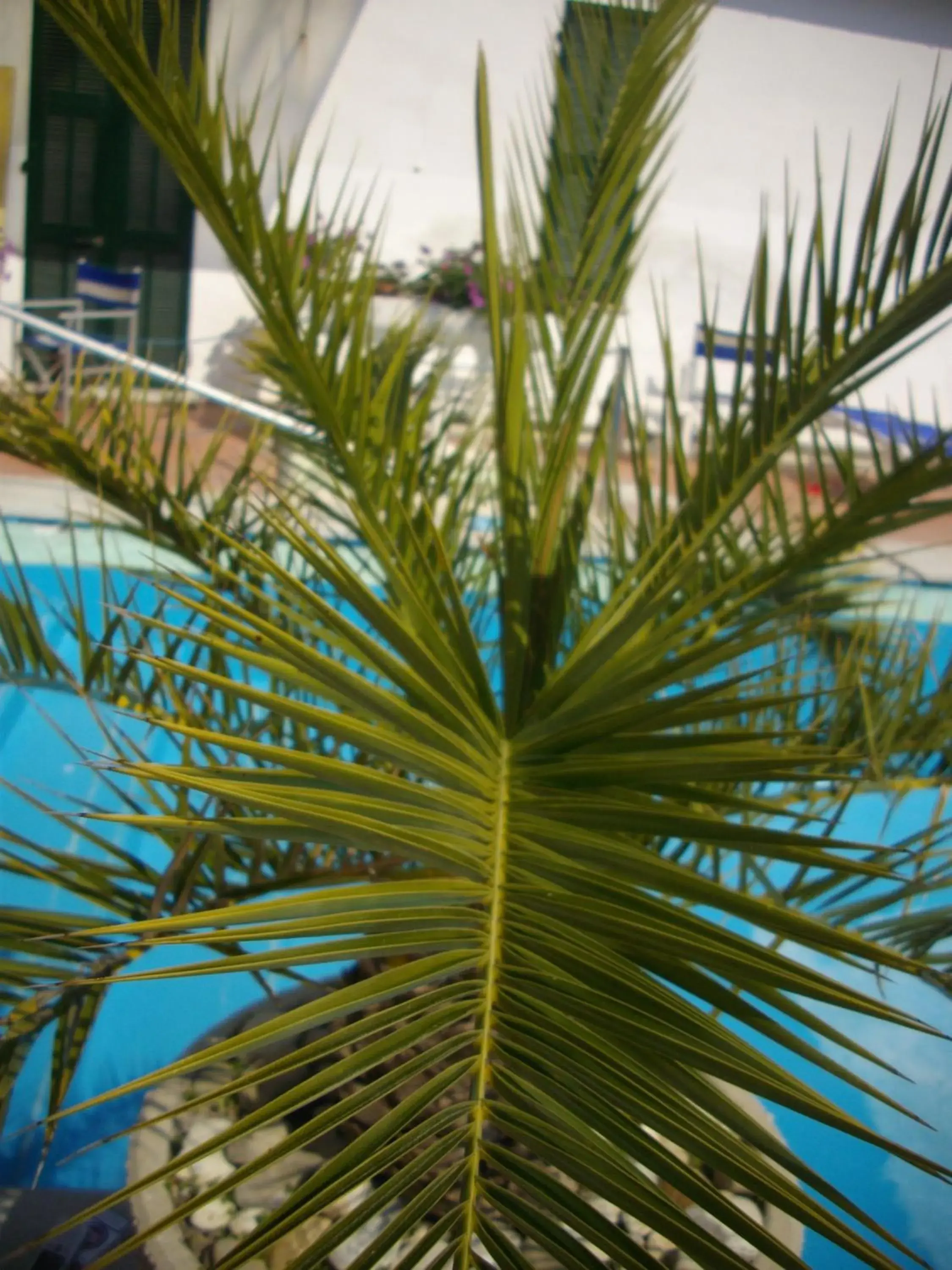 Swimming pool in Hotel Splendid