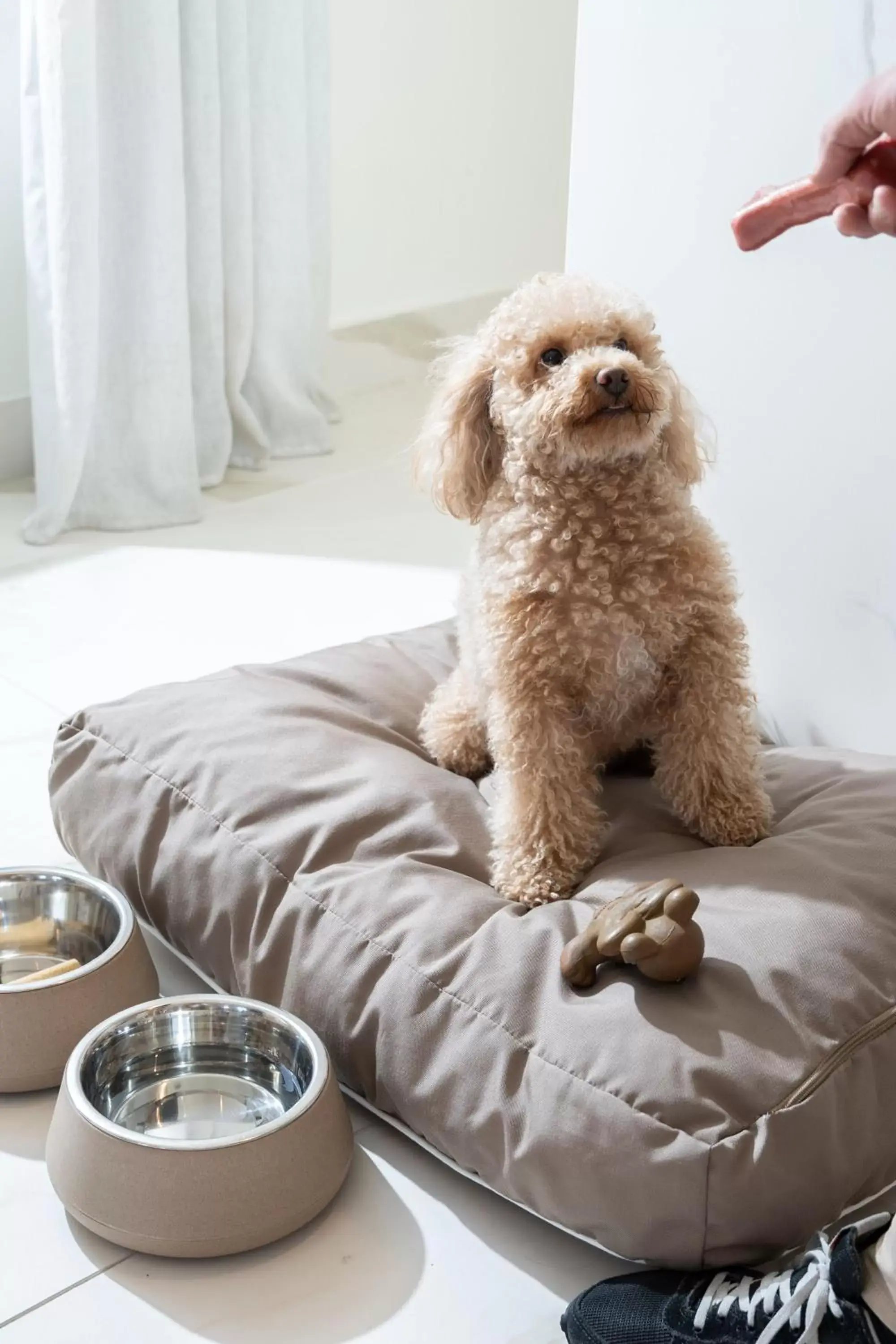 Animals, Bed in Iberostar Selection Paseo de Gracia 4 Sup Animals, Bed in Iberostar Selection Paseo de Gracia 4 Sup