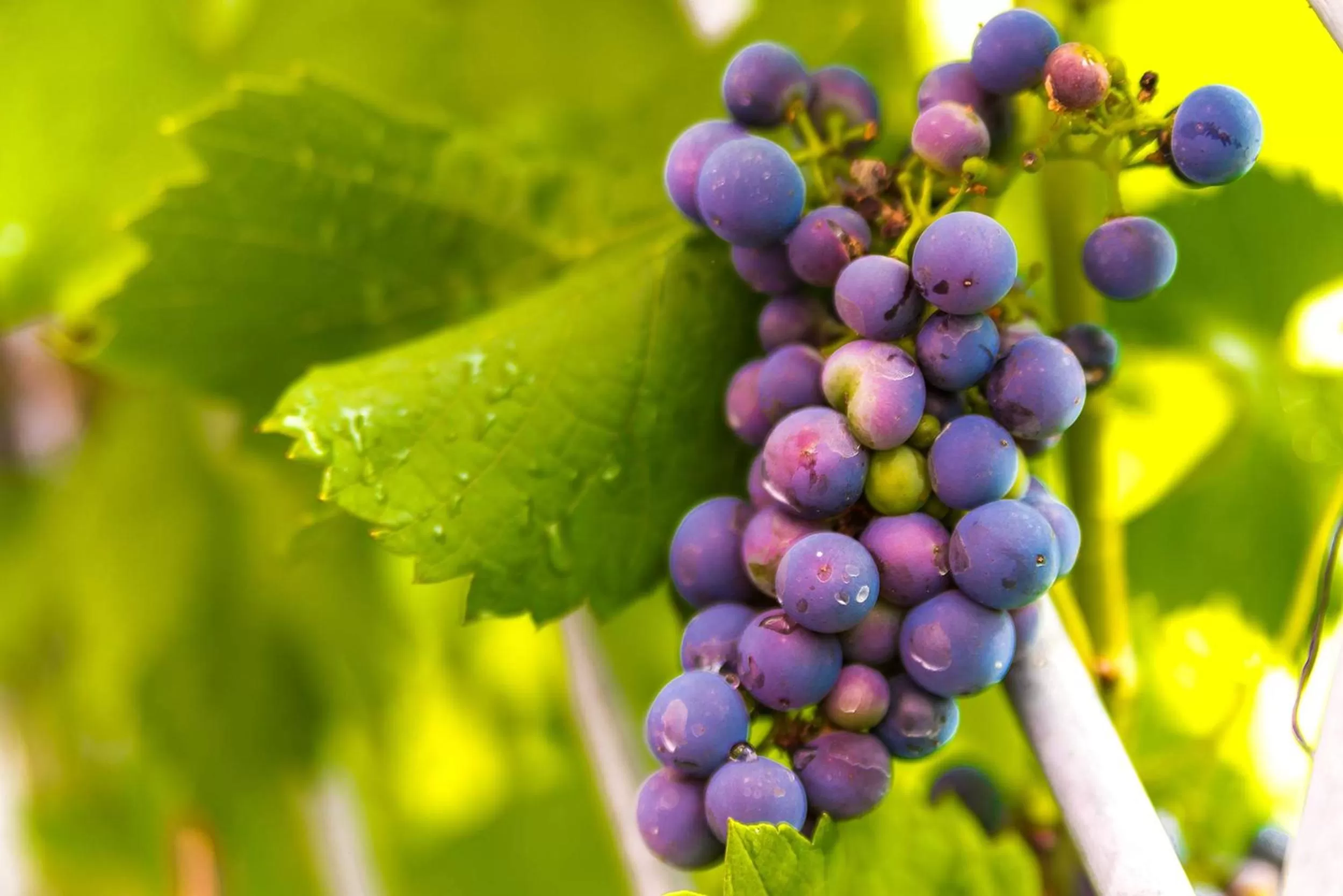 Patio in Jugendstil-Hof