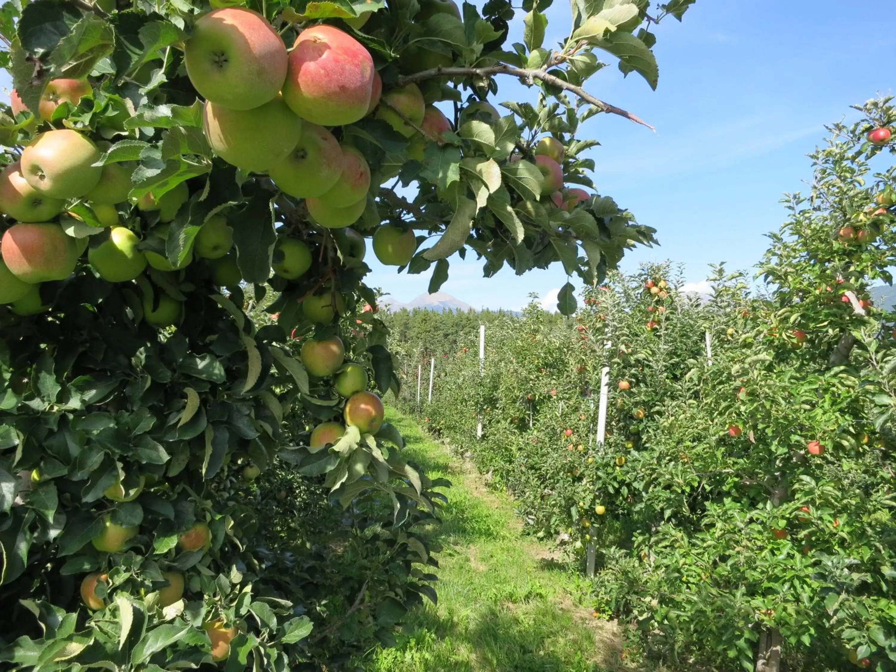 Garden in Hotel Waldheim