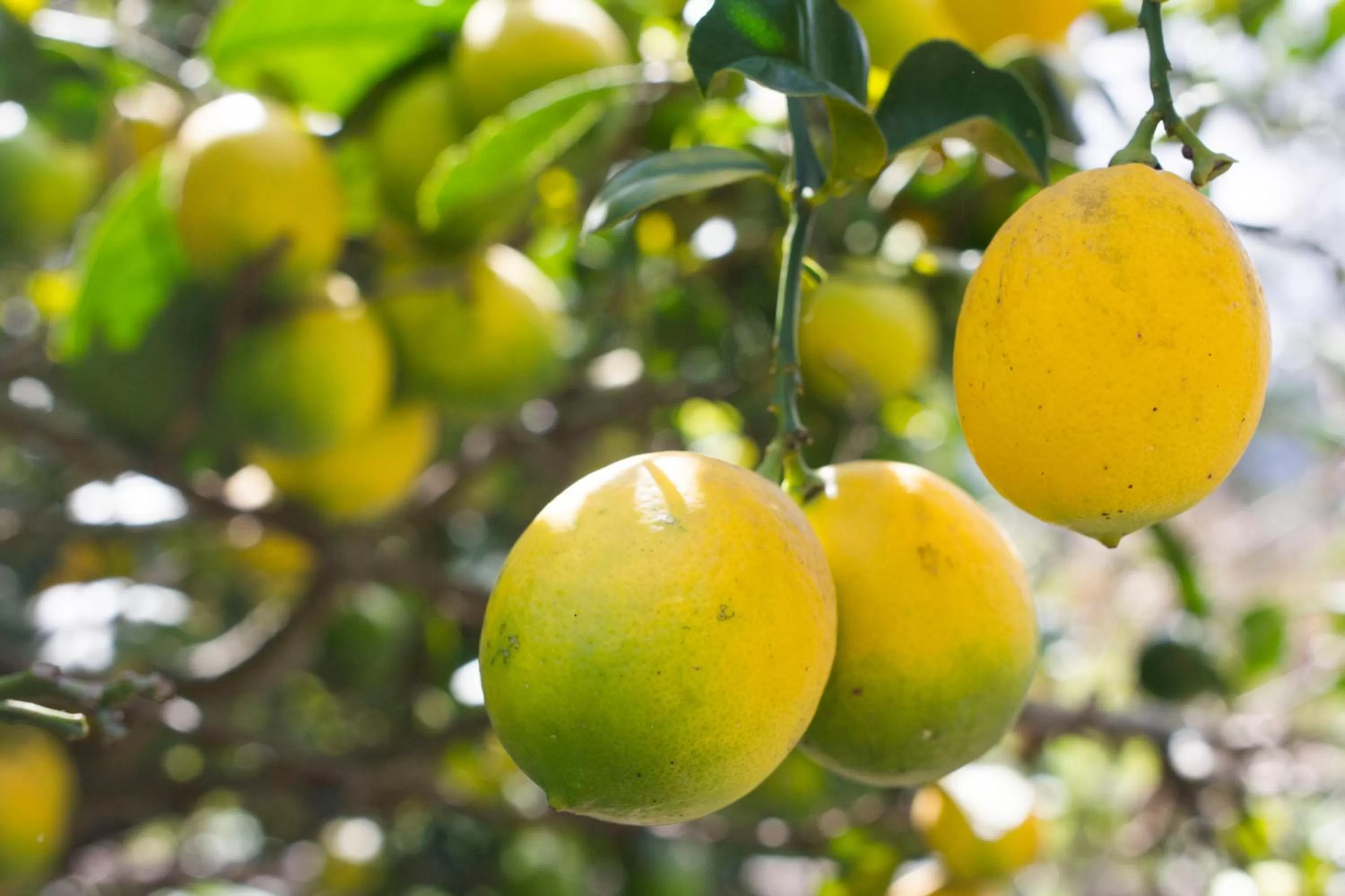 Property building in Kallpa Wasi