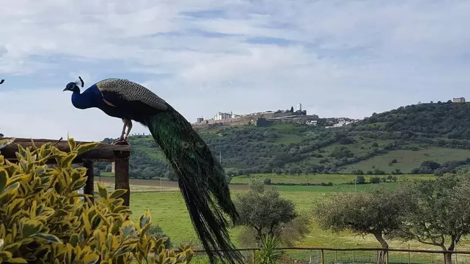 Other Animals in Monte Santa Catarina