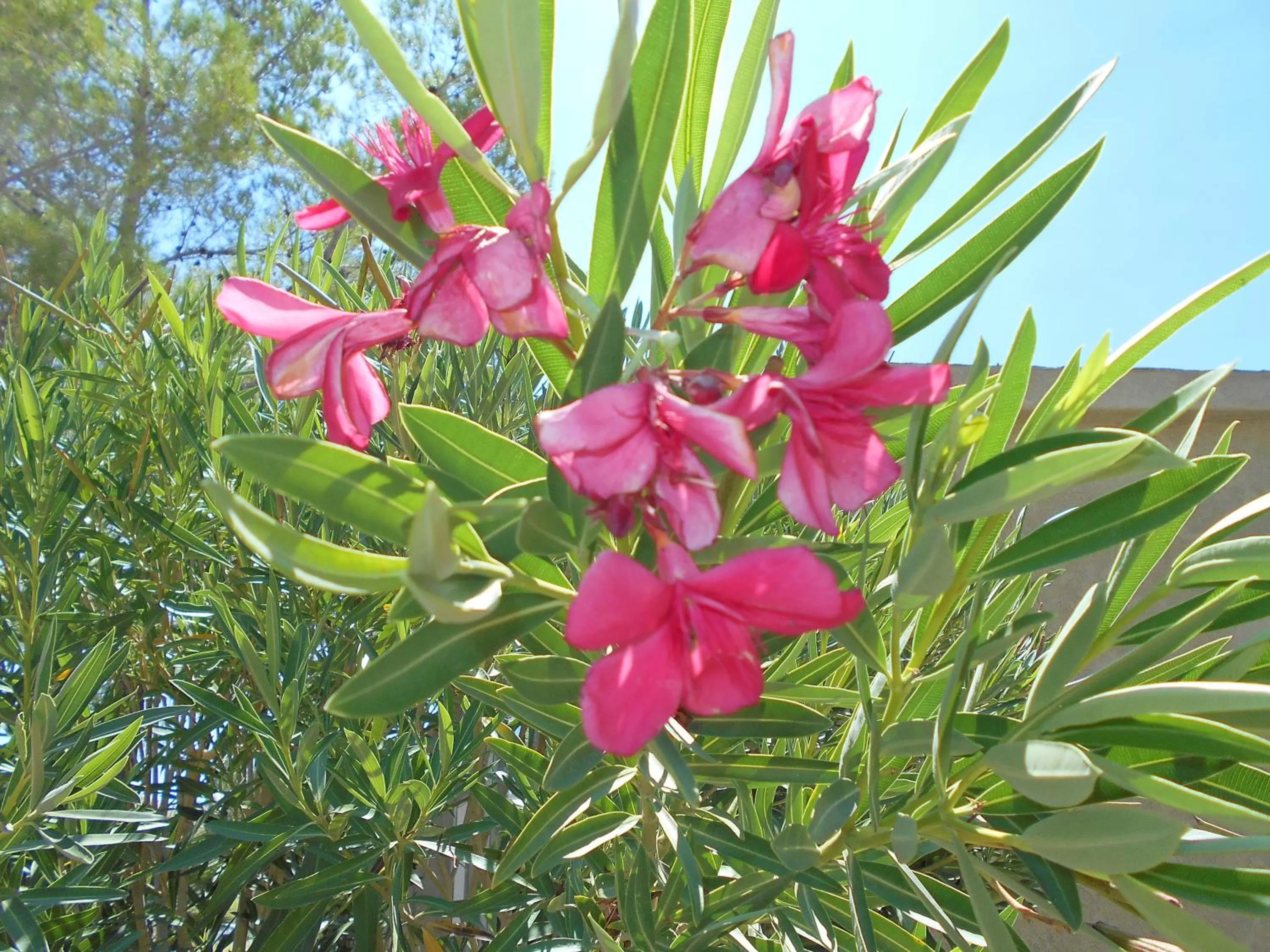Other, Garden in Atomic Inn Beatty Near Death Valley