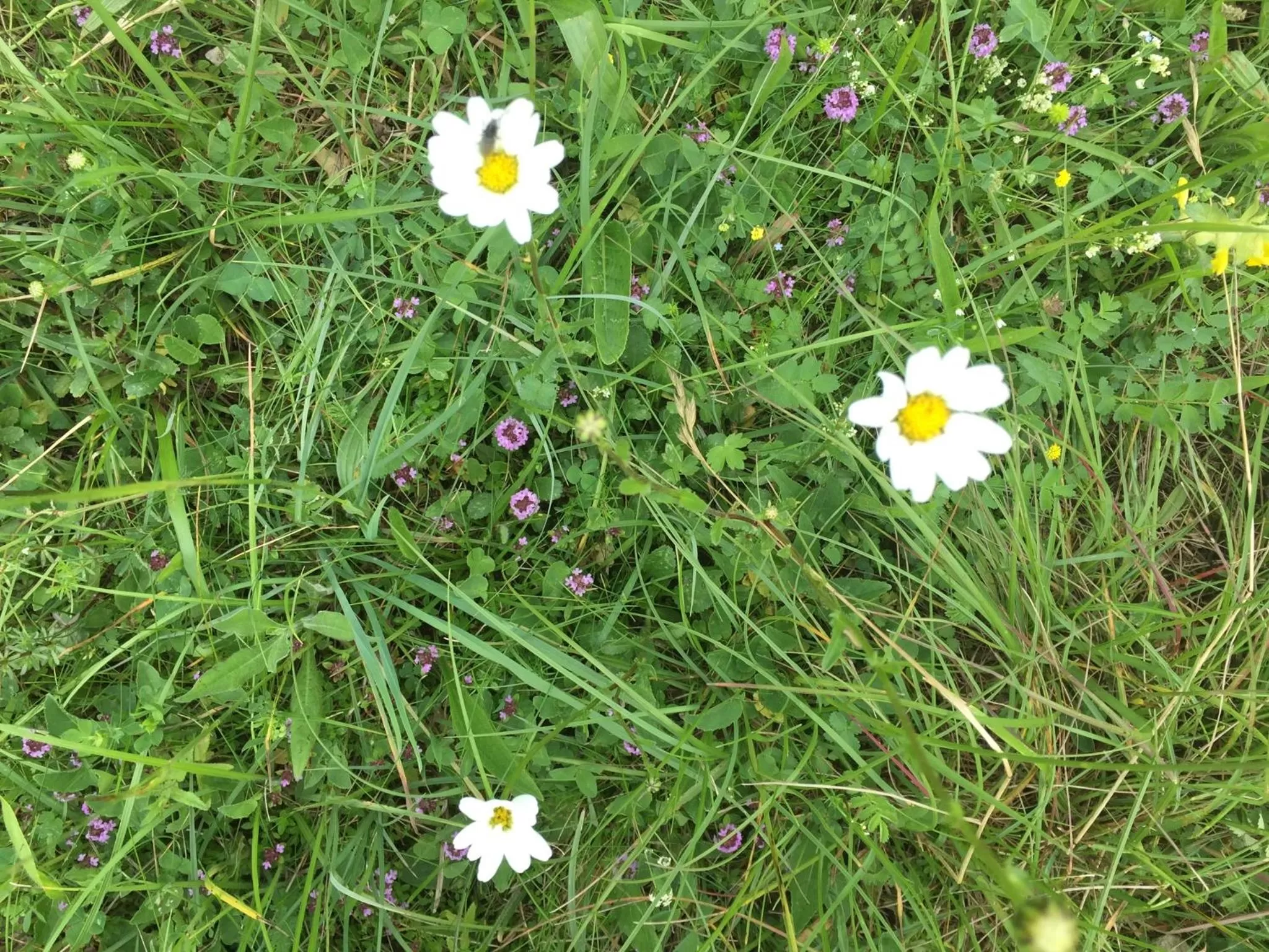 Le Moulin de Champagne