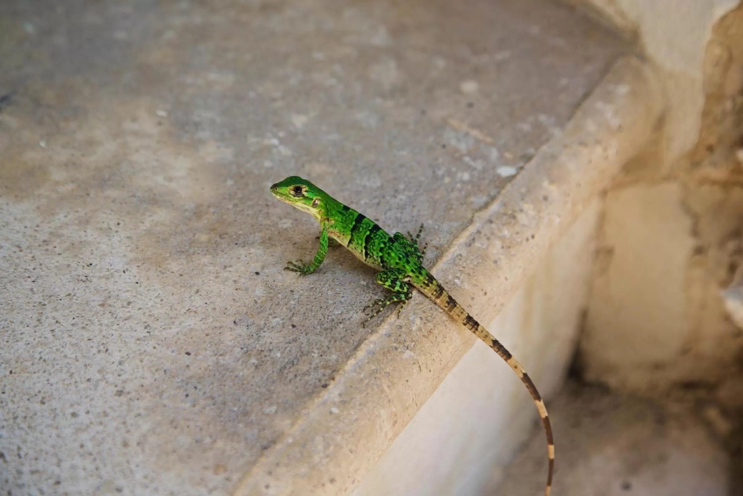 Animals in Punta Piedra Beach Posada