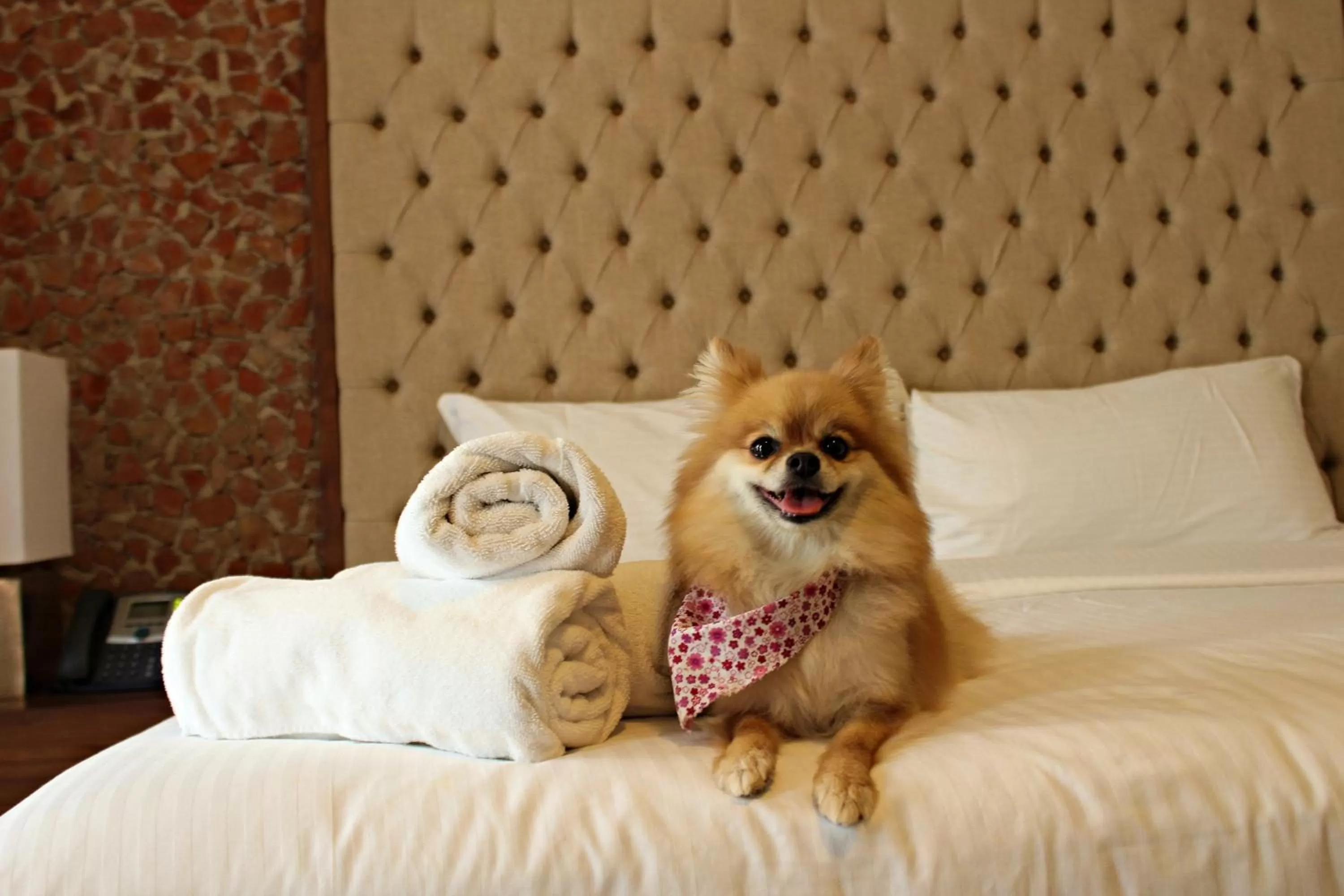Pets, Bed in Hotel Hacienda San Cristóbal