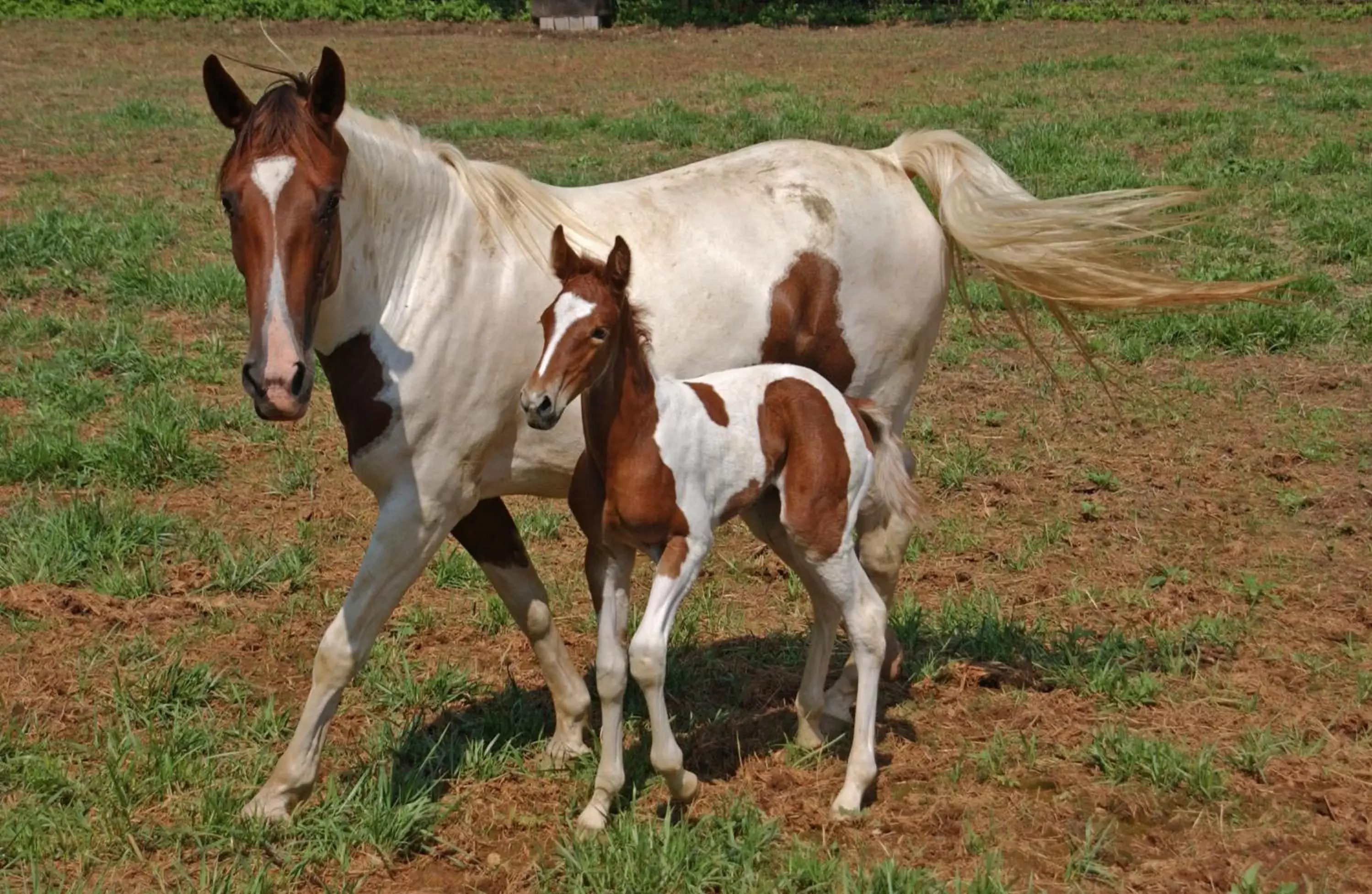 Horse-riding, Other Animals in Brasstown Valley Resort & Spa