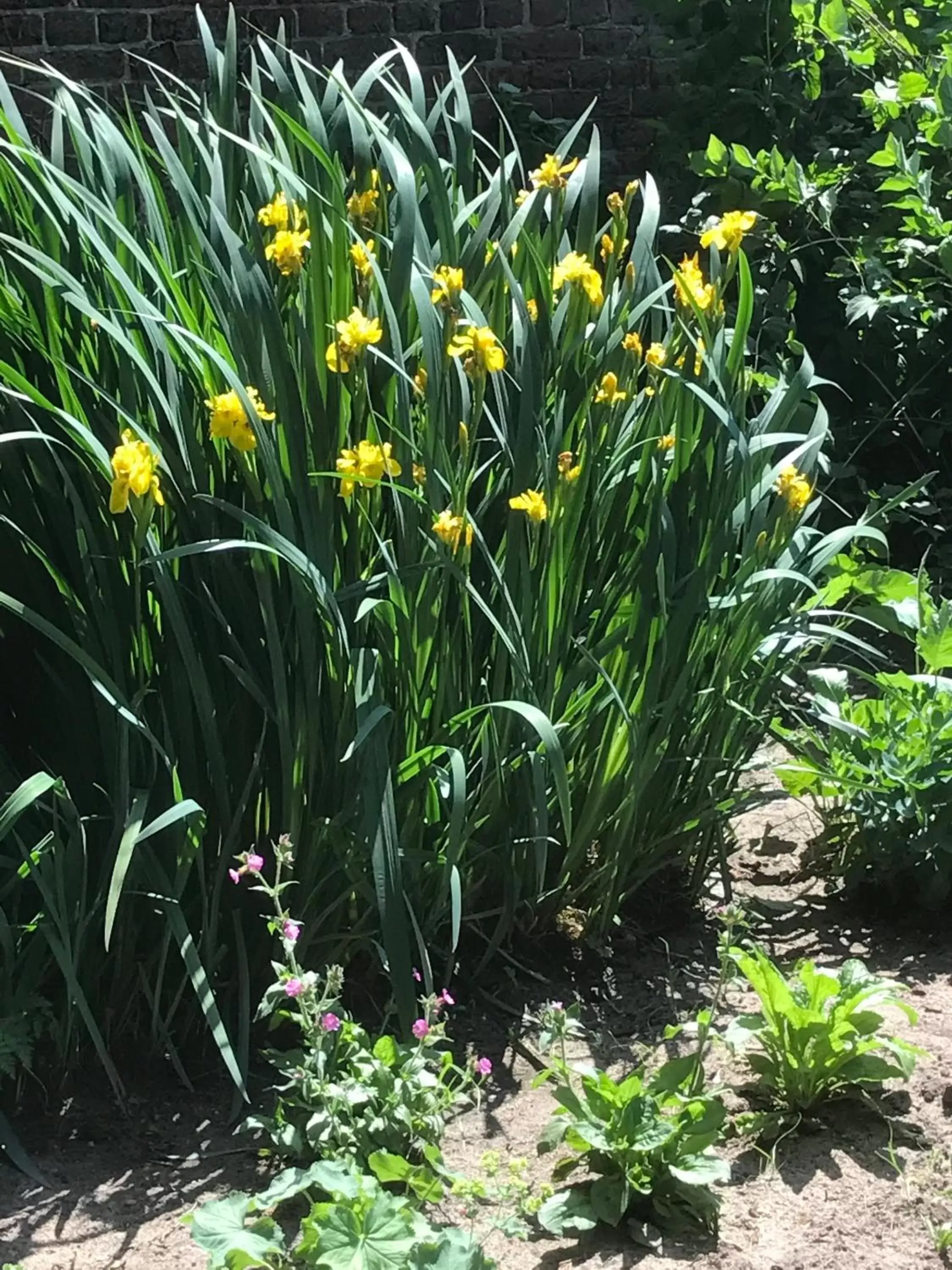 Garden in B&B van Beijden