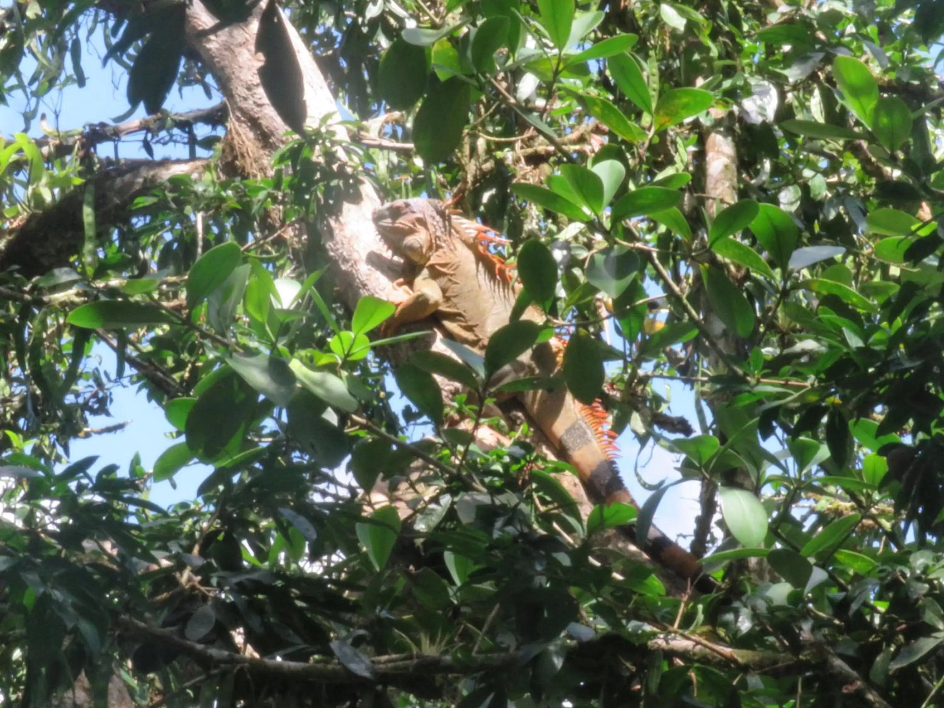 Other Animals in Iguanitas Lodge