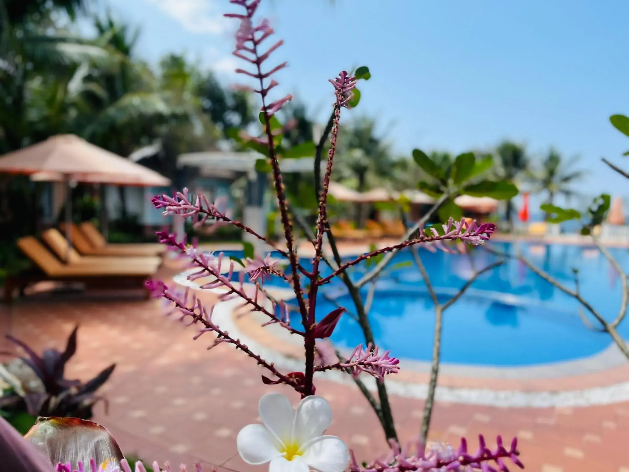 Swimming Pool in Orange Resort