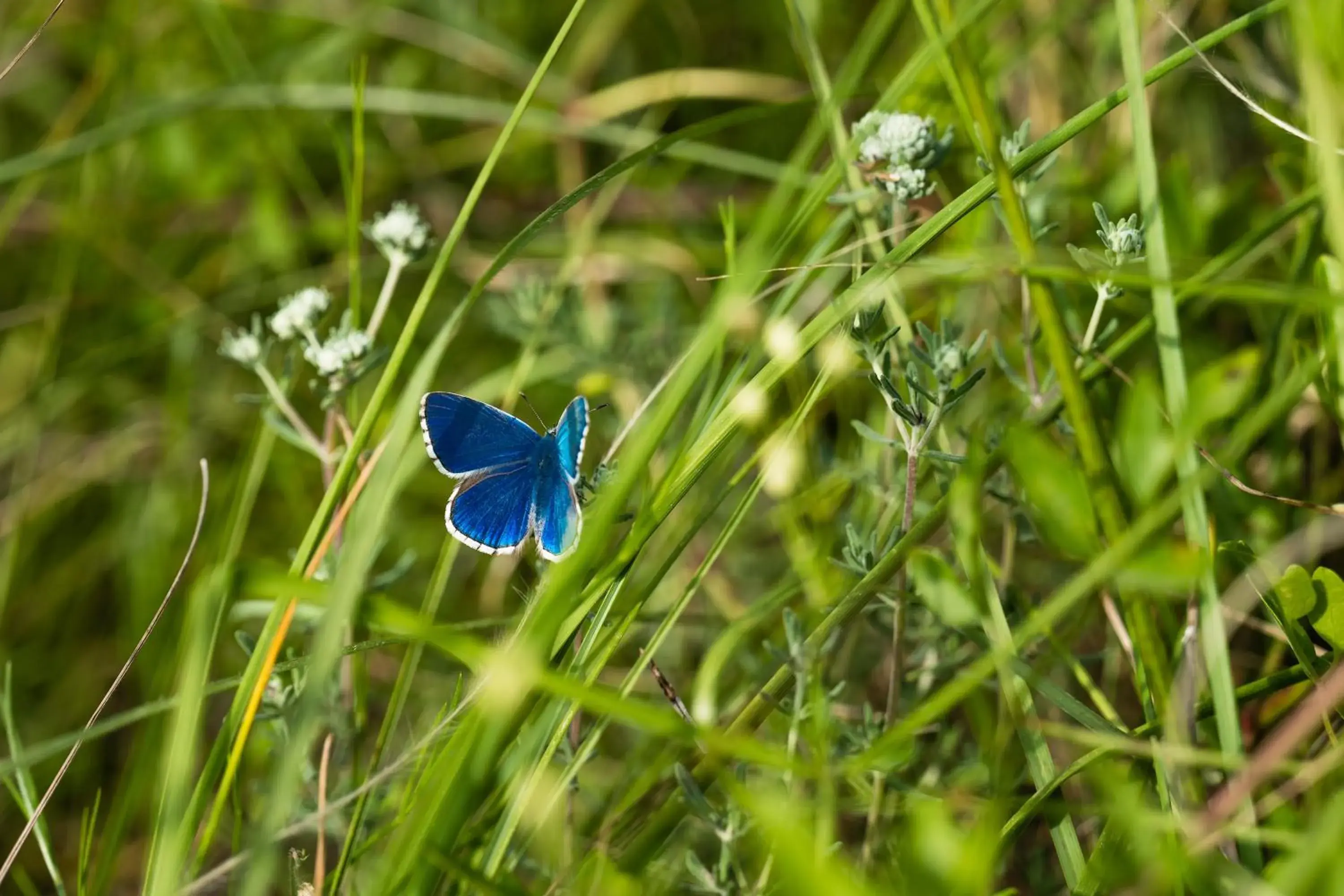 Natural landscape, Other Animals in Lino delle Fate Eco Resort