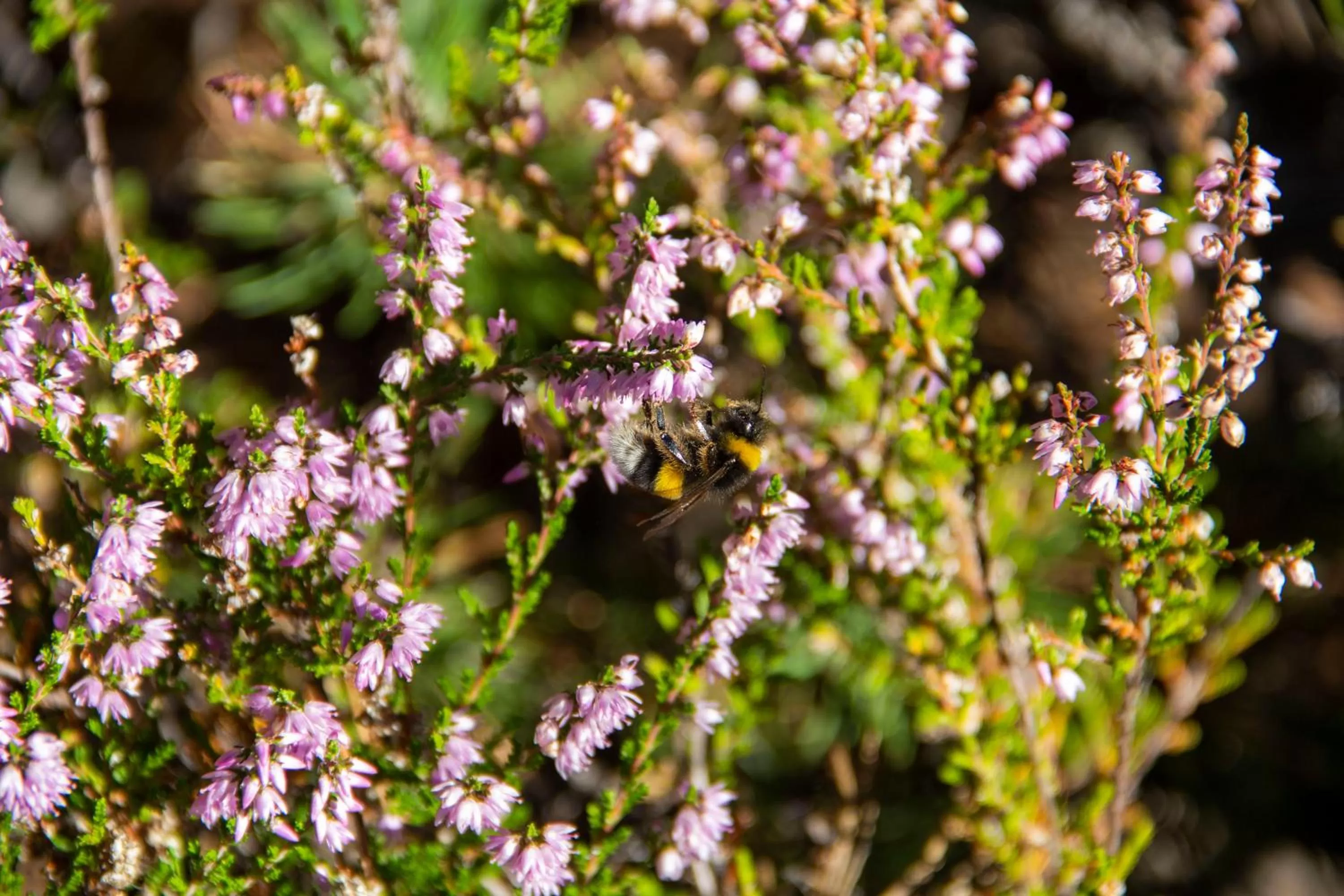 La Perle des Montagnes - Bed and breakfast - Chambre d hôte