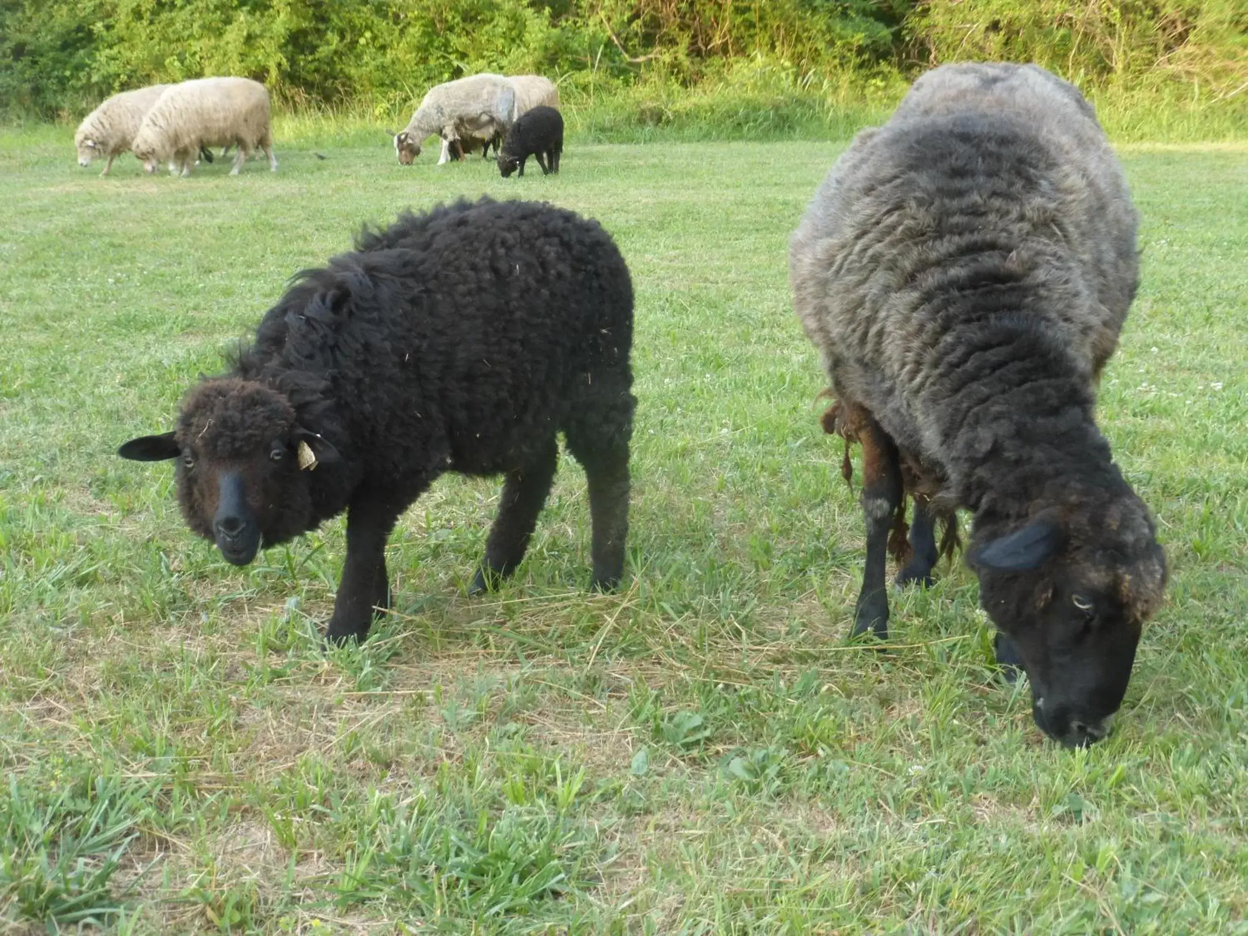 Garden, Other Animals in Mulberry Lavender Farm and B&B