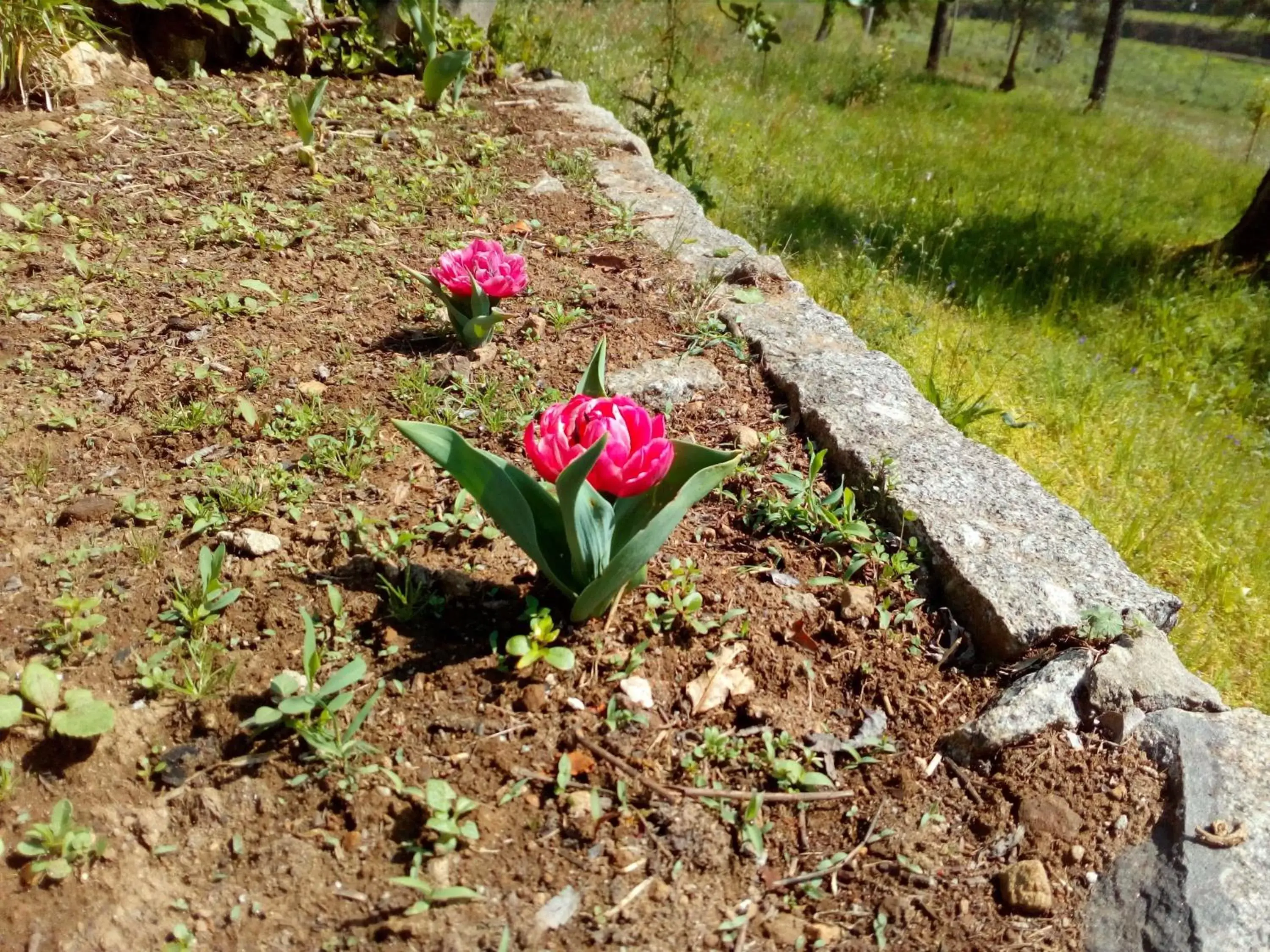 Garden in VianasHome