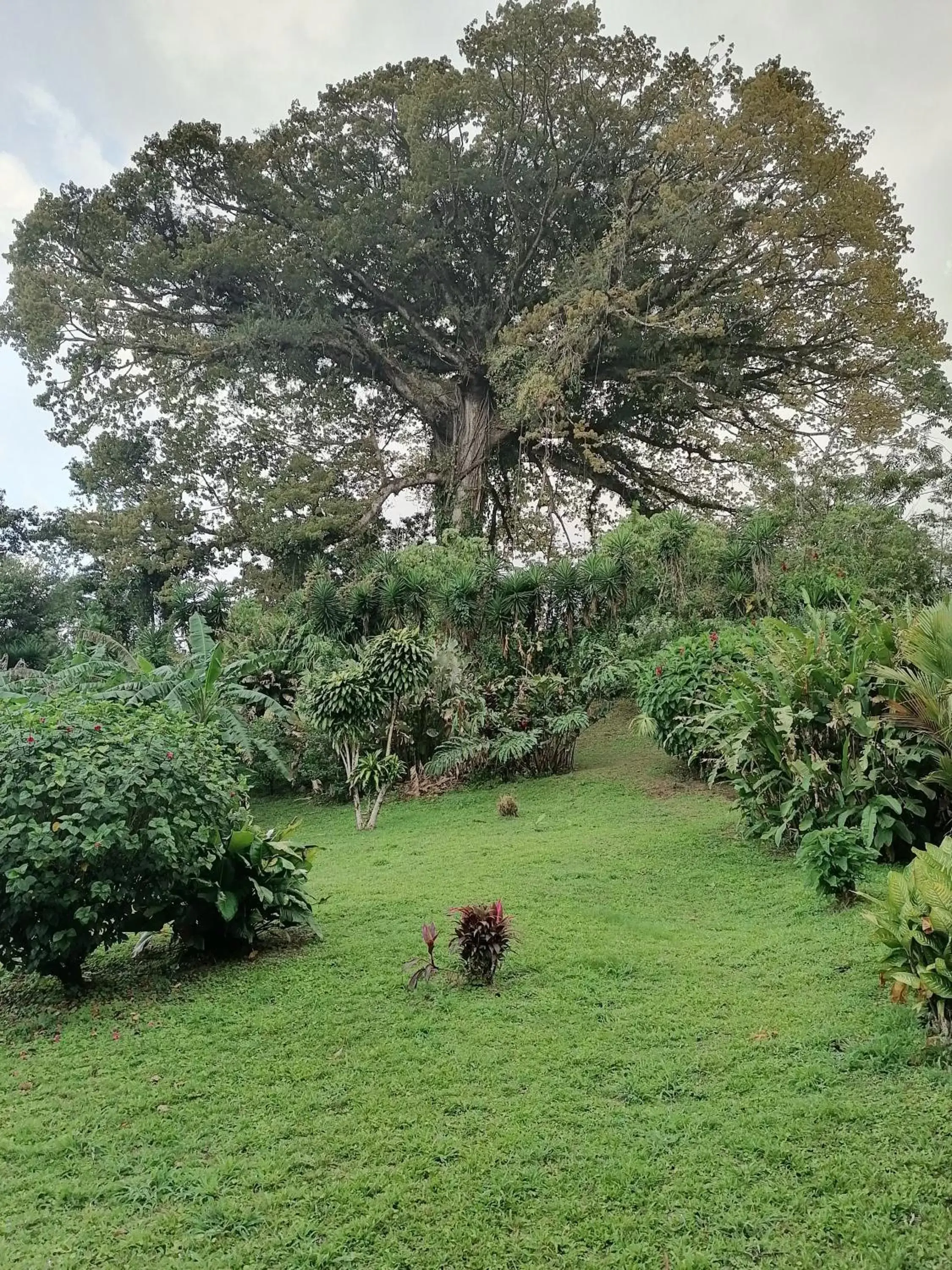 Natural landscape, Garden in La Ceiba Tree Lodge