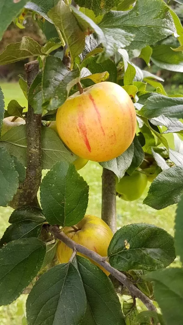 Garden in Kurhaus Pivittskrug