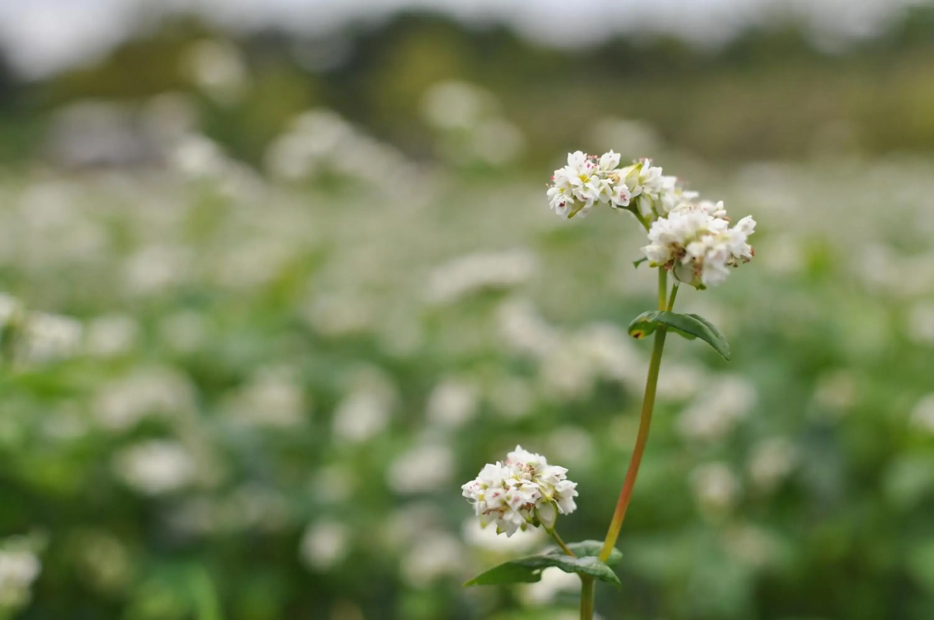 Natural landscape, Other Animals in HOTEL NANTA JEJU