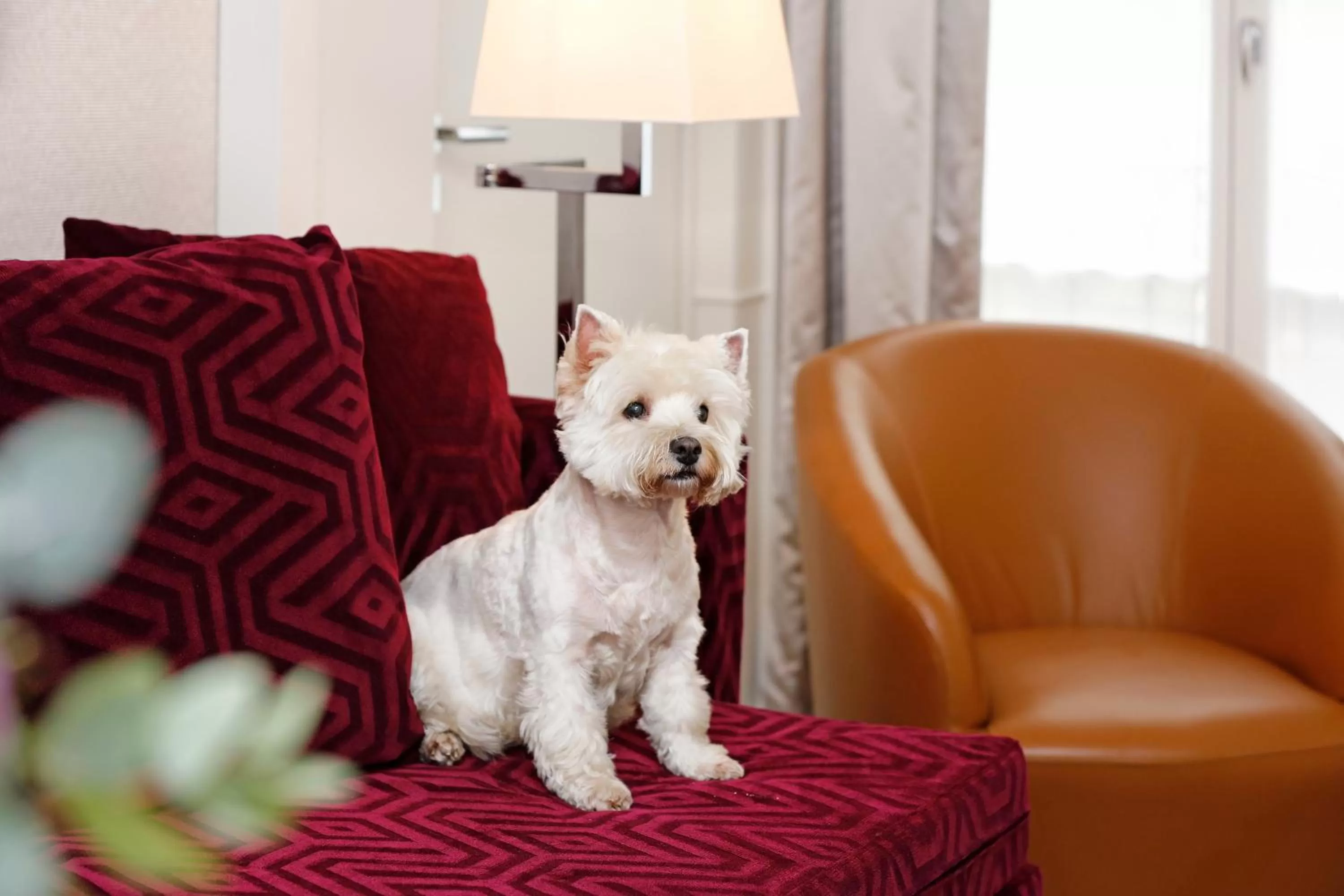 Pets in Hotel Opéra Richepanse