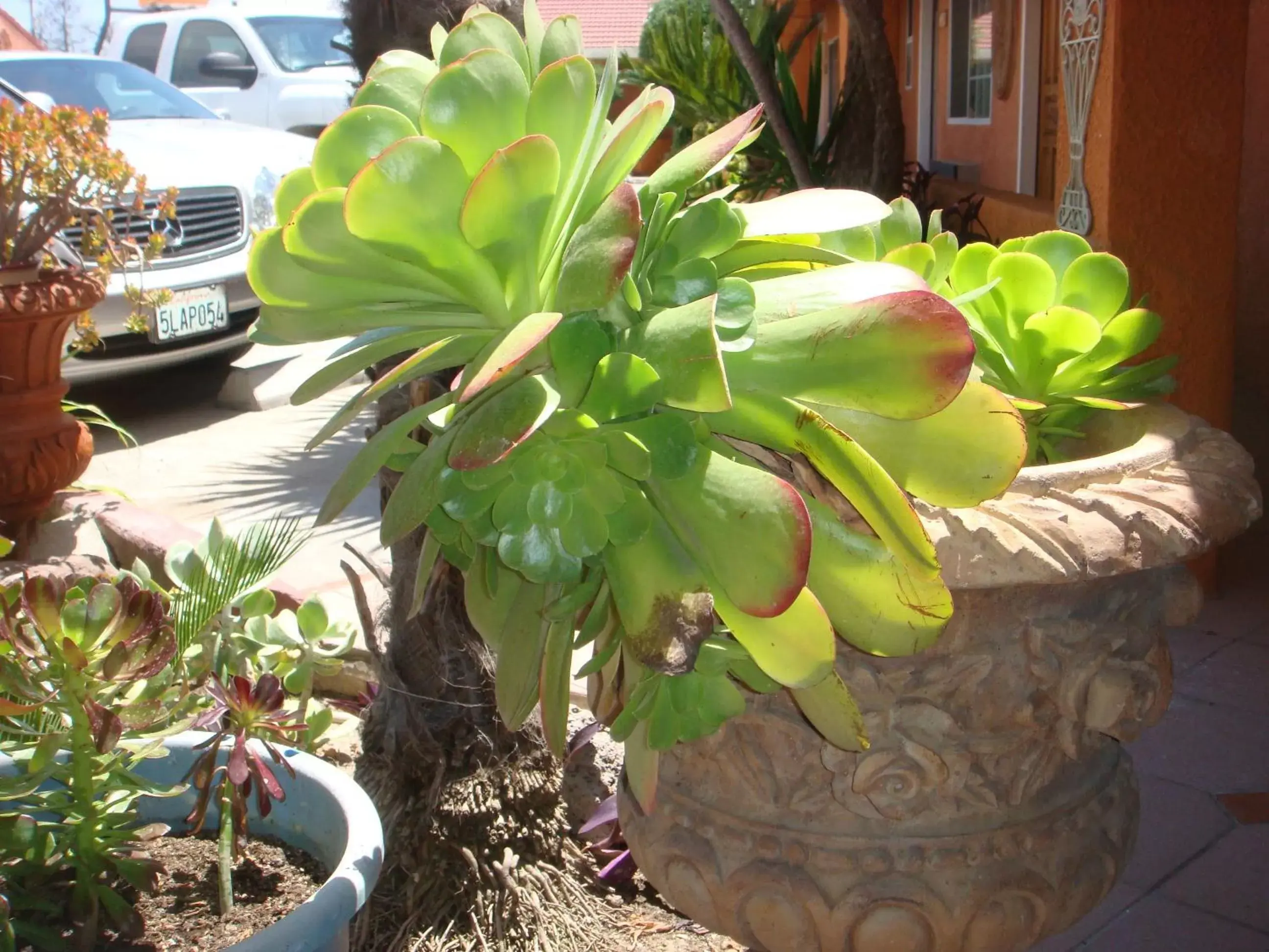 Garden in Economy Inn Los Banos